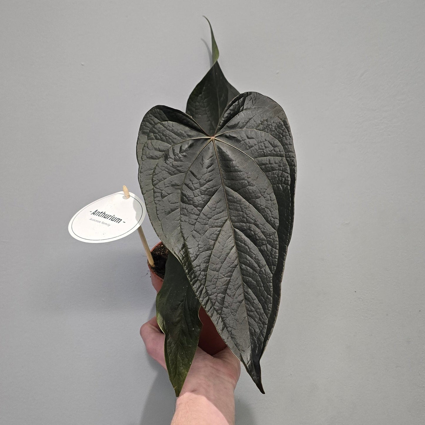 Anthurium Queen of Hearts