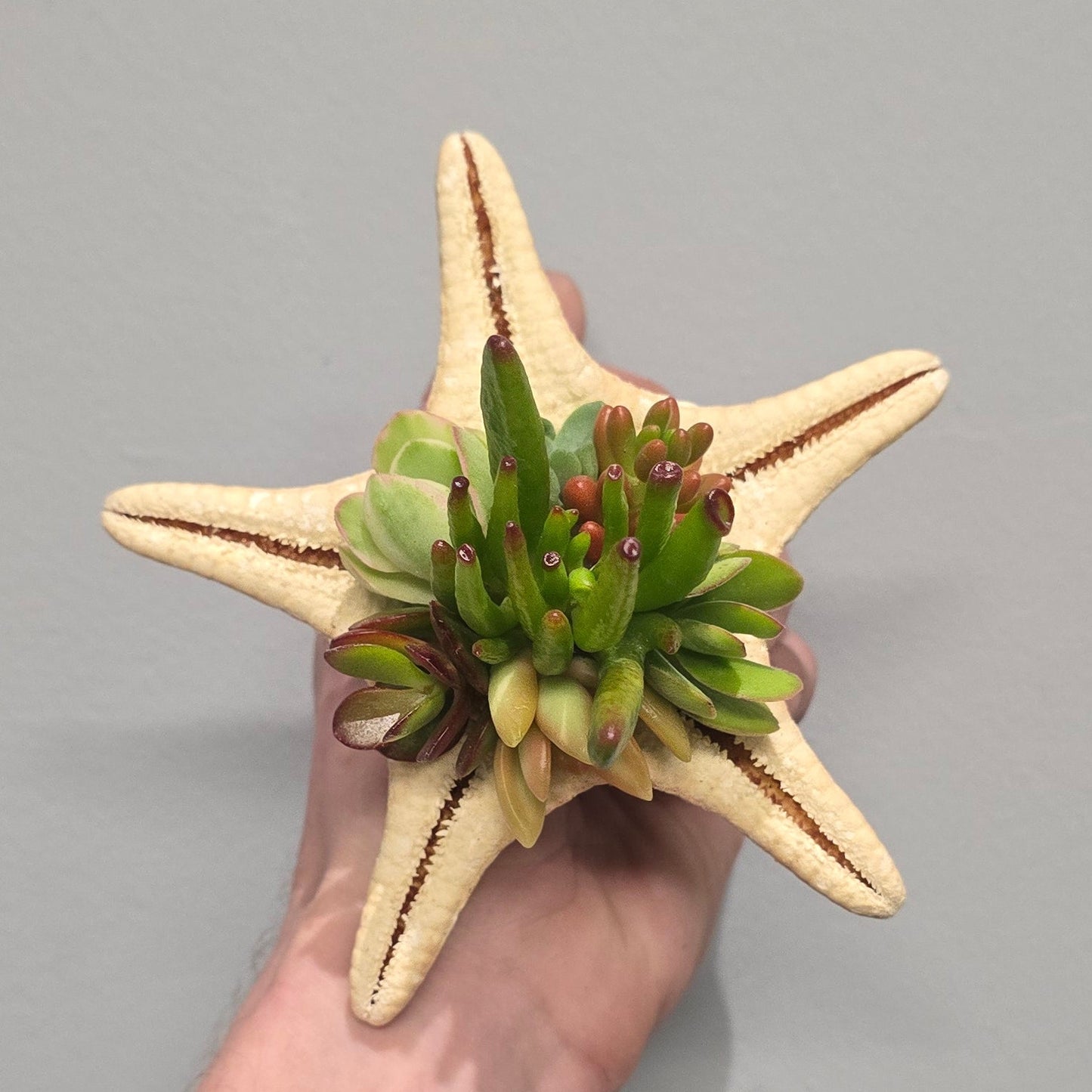 Unique Starfish Shells and Succulents