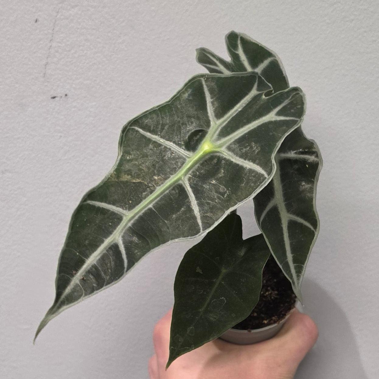 Mini Alocasia Amazonica Dwarf