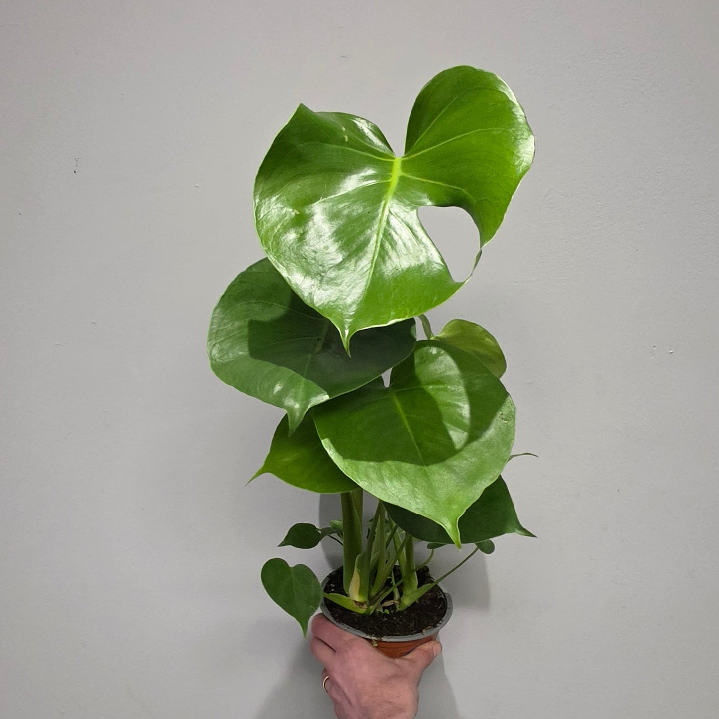 Monstera Deliciosa