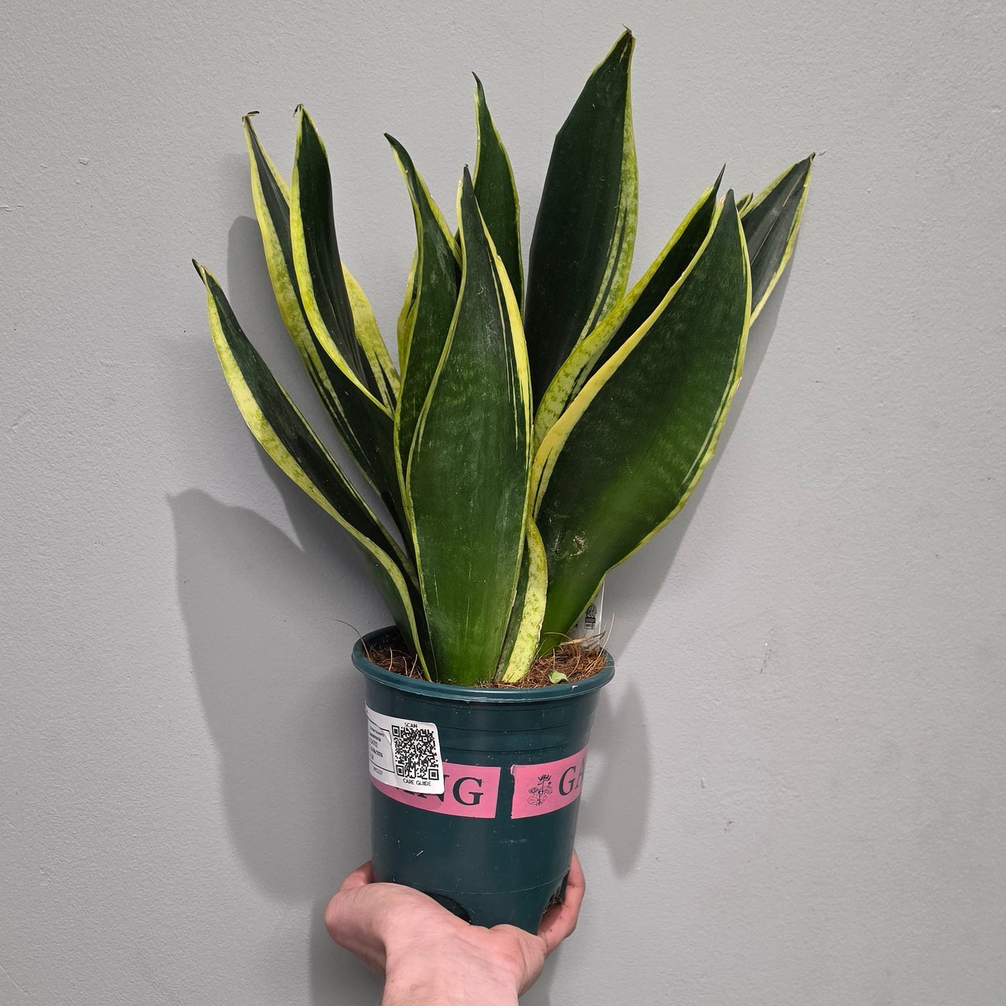 Sansevieria Black Gold