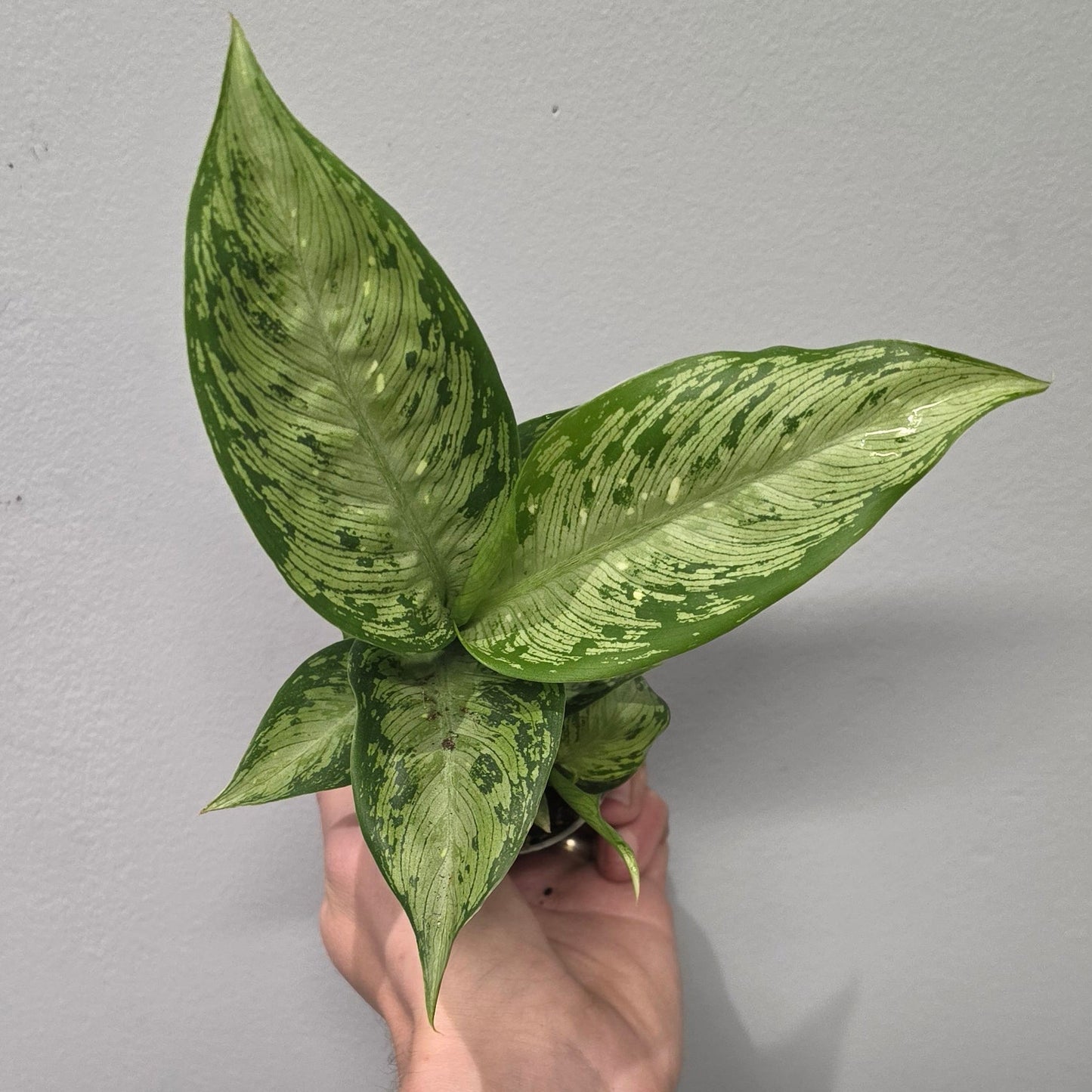 Mini Dieffenbachia Snow