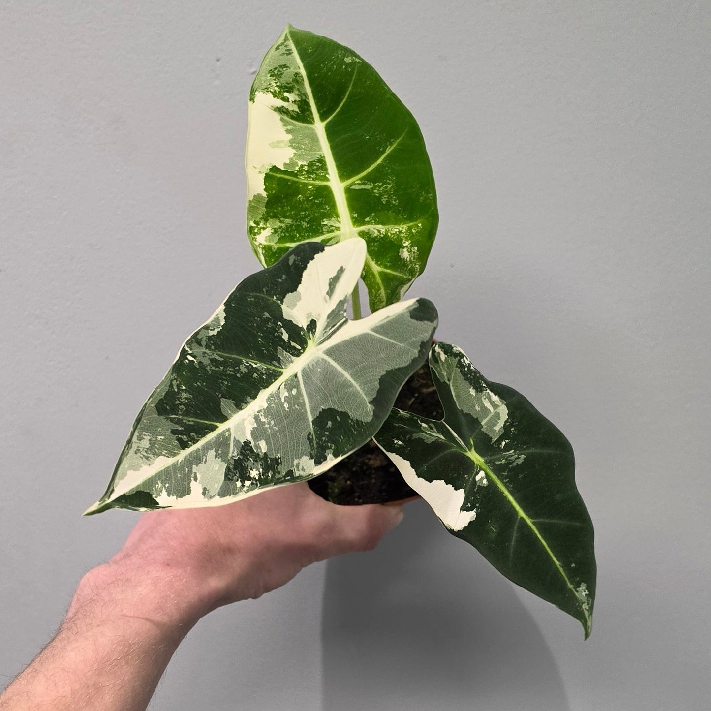 Alocasia Micholitziana Frydek Variegated