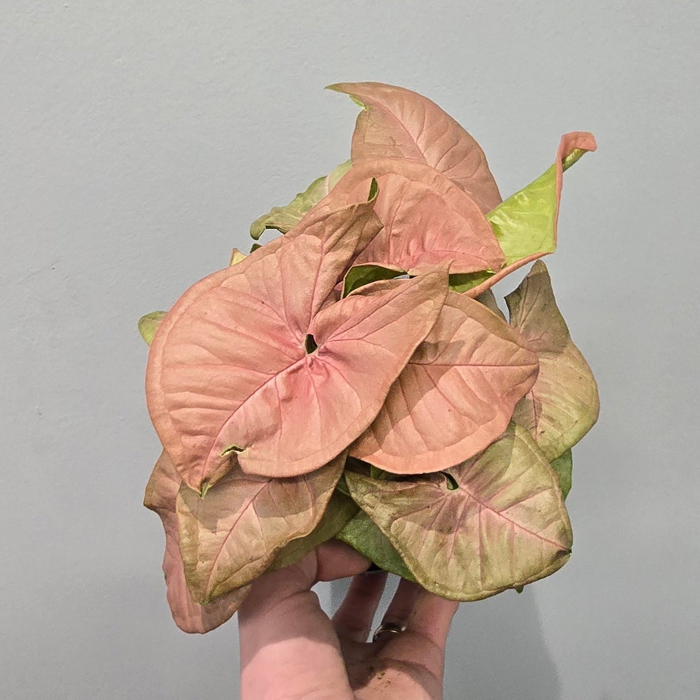 Syngonium Red Heart