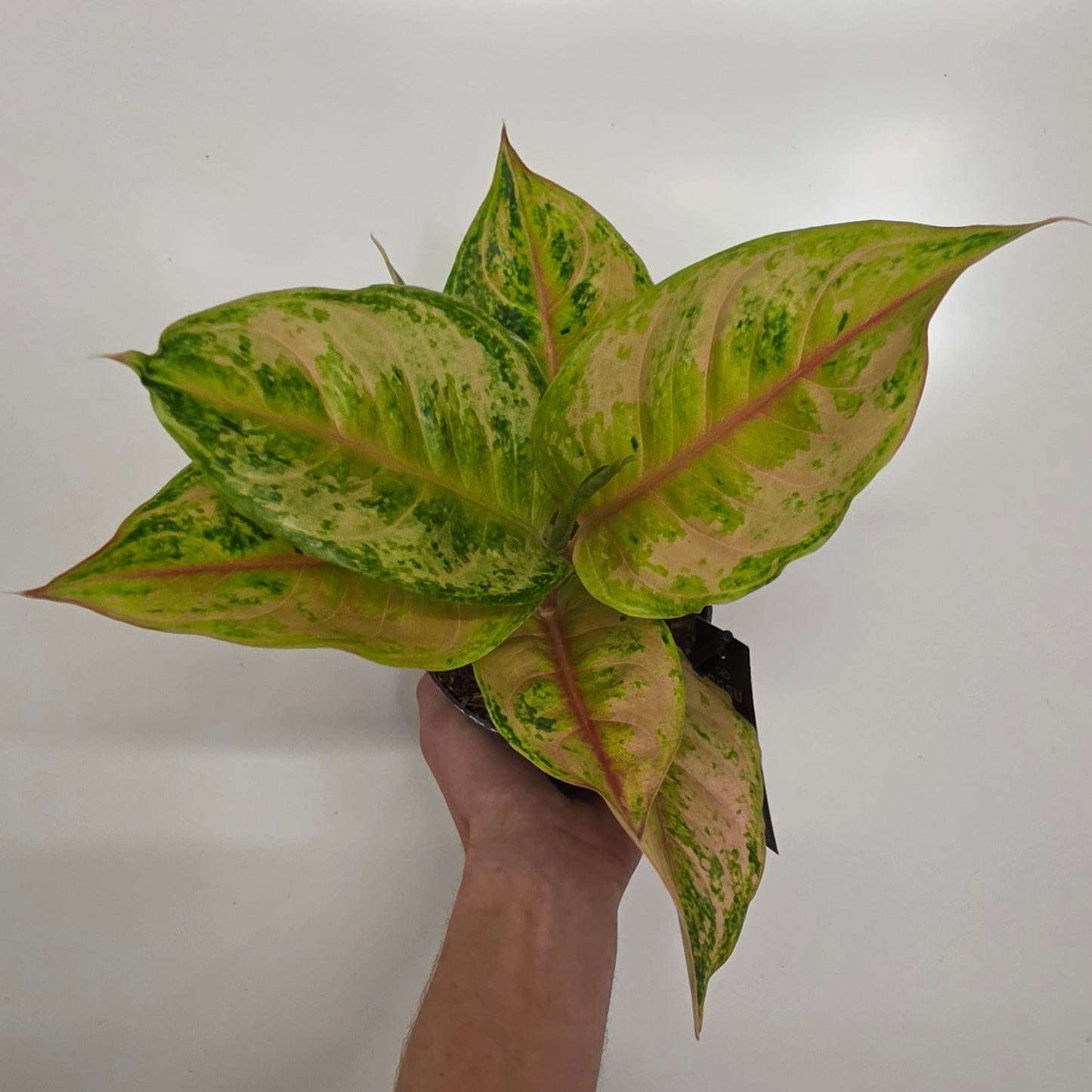 Aglaonema 'Pastella'
