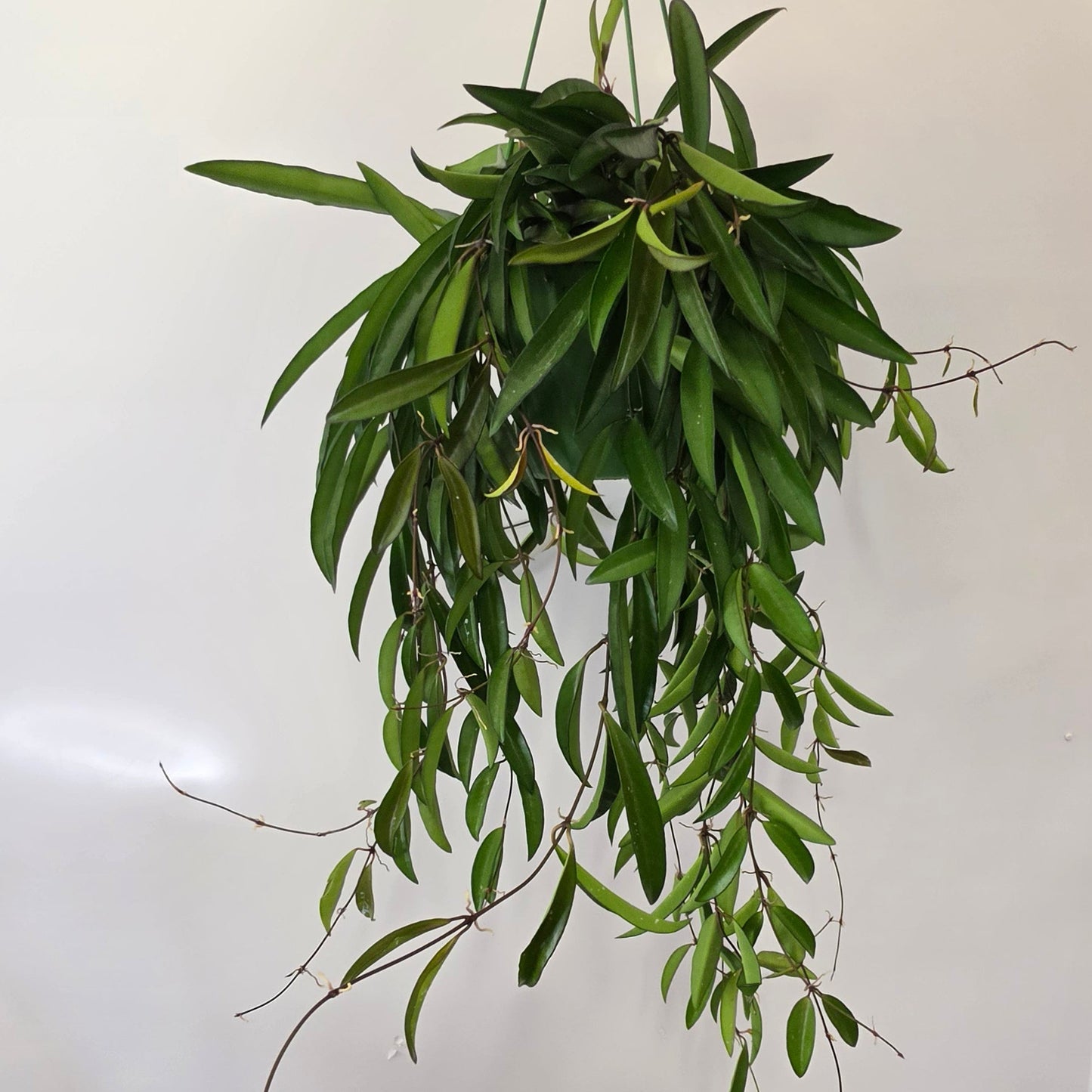 Hanging Hoya Wayetii