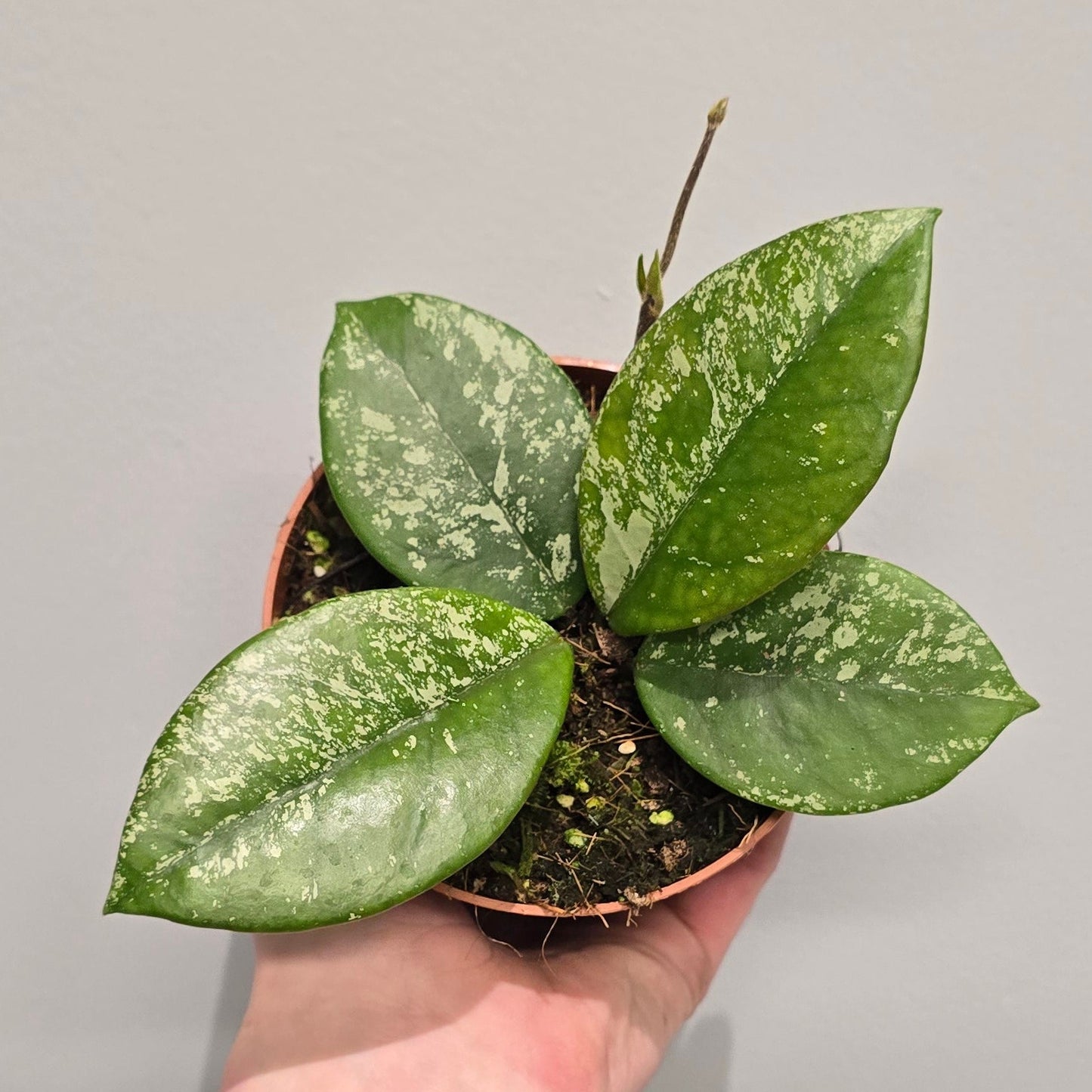 Hoya Parasitica Splash