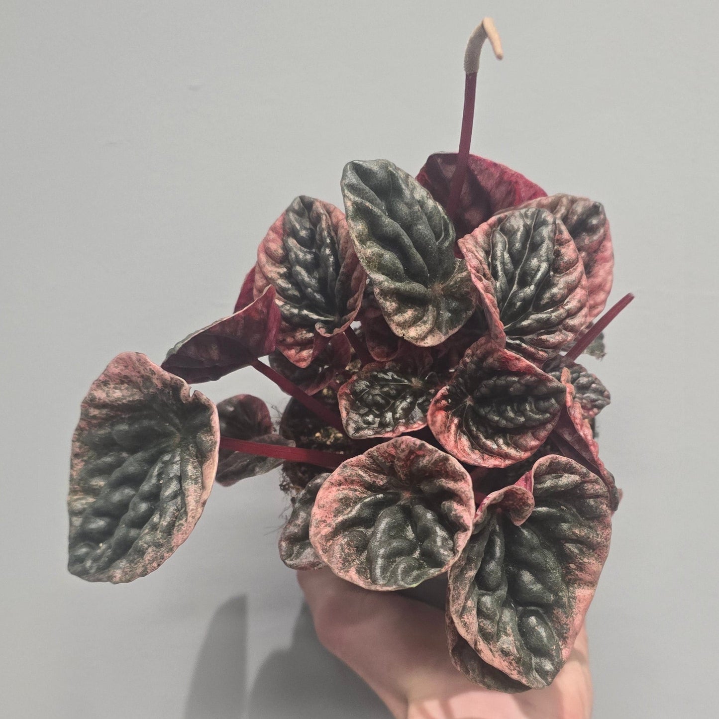 Peperomia Abricos