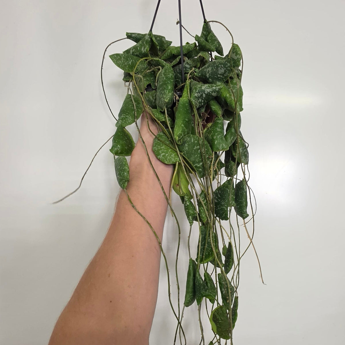 Hanging Hoya 'Imbricata'