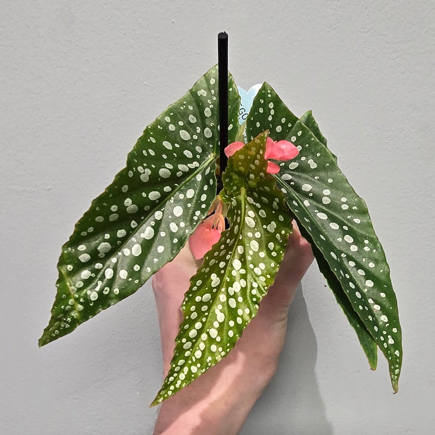 Mini Begonia Wings Maculata Silver