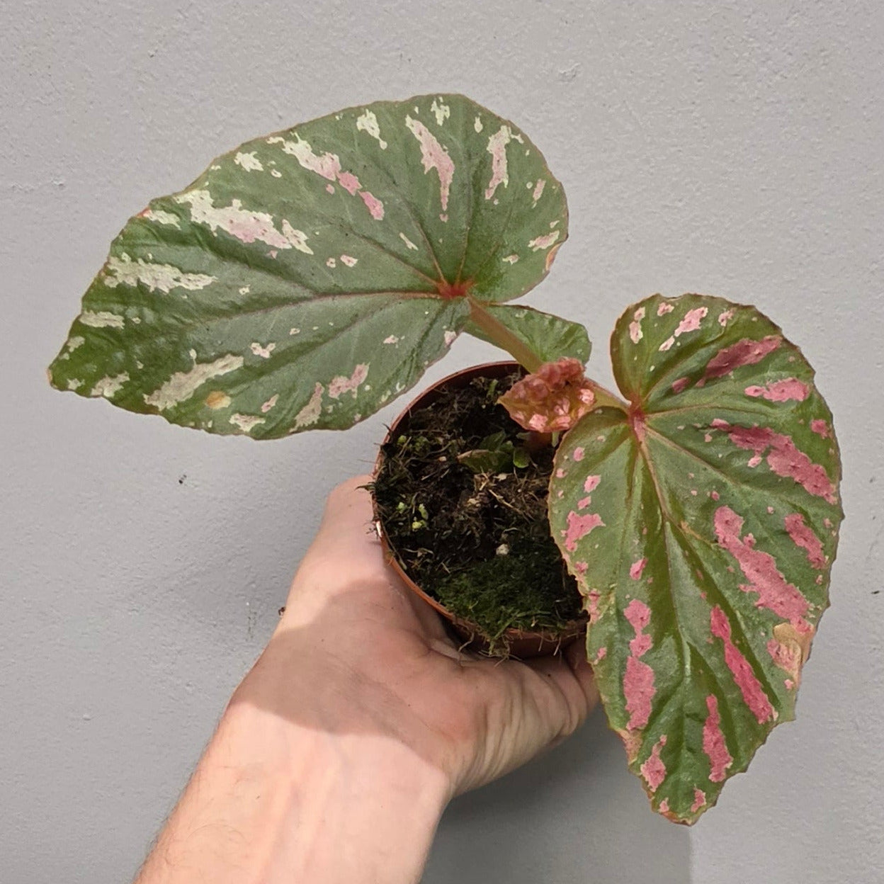 Begonia Pink Brevirimosa - Grade B