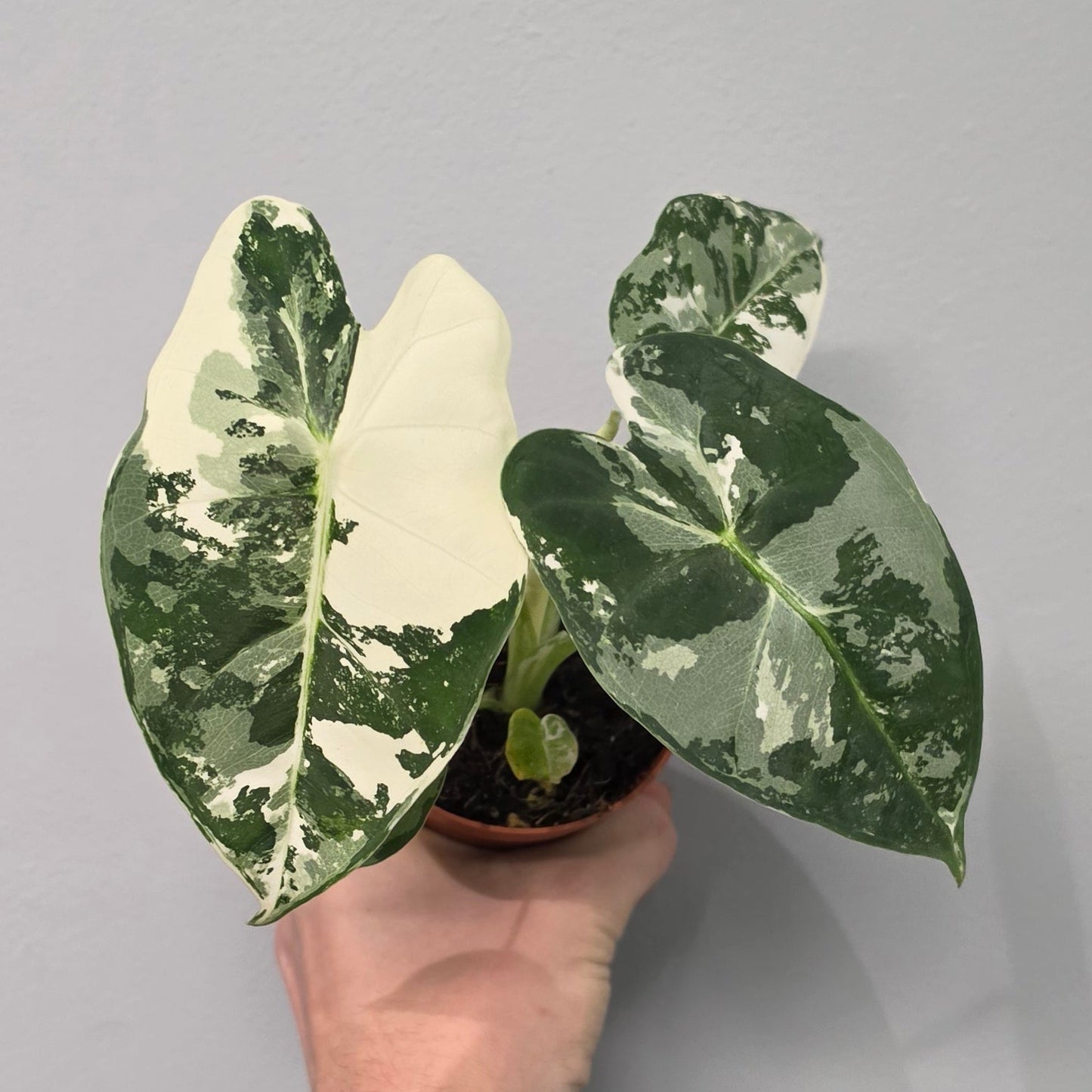 Alocasia Micholitziana Frydek Variegated