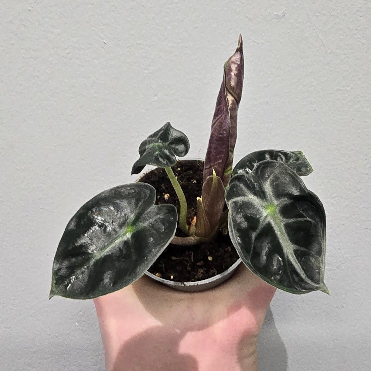 Mini Alocasia 'Heart Balloon'