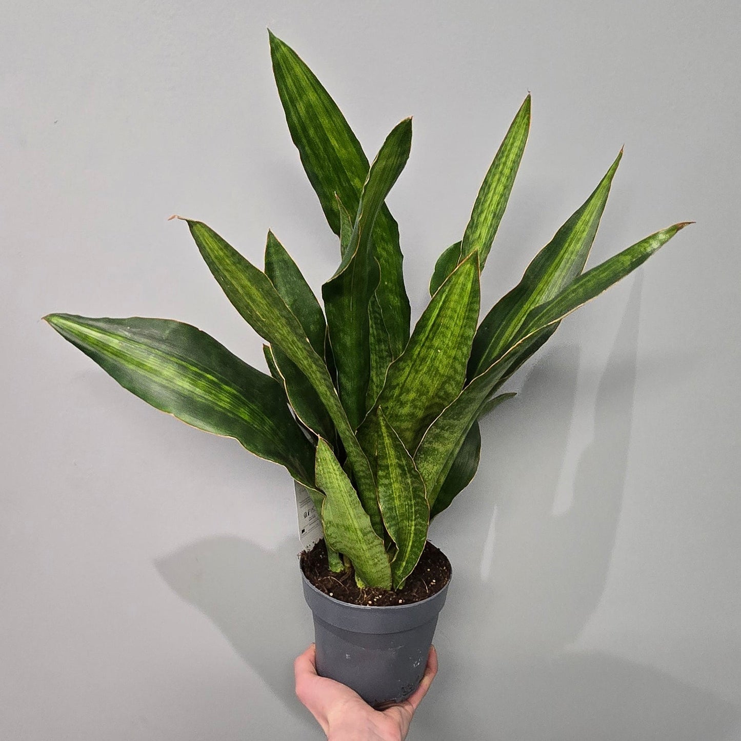 Sansevieria Aubrytiana 'Nite Lite'