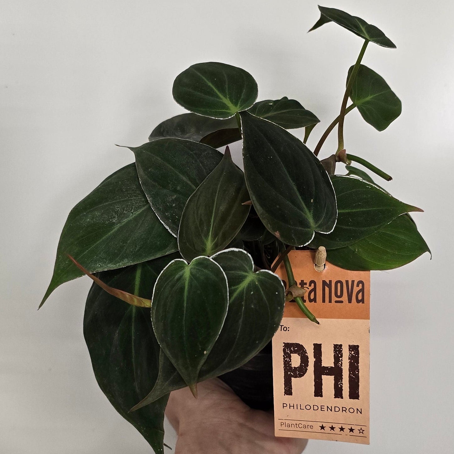 Philodendron Scandens Micans