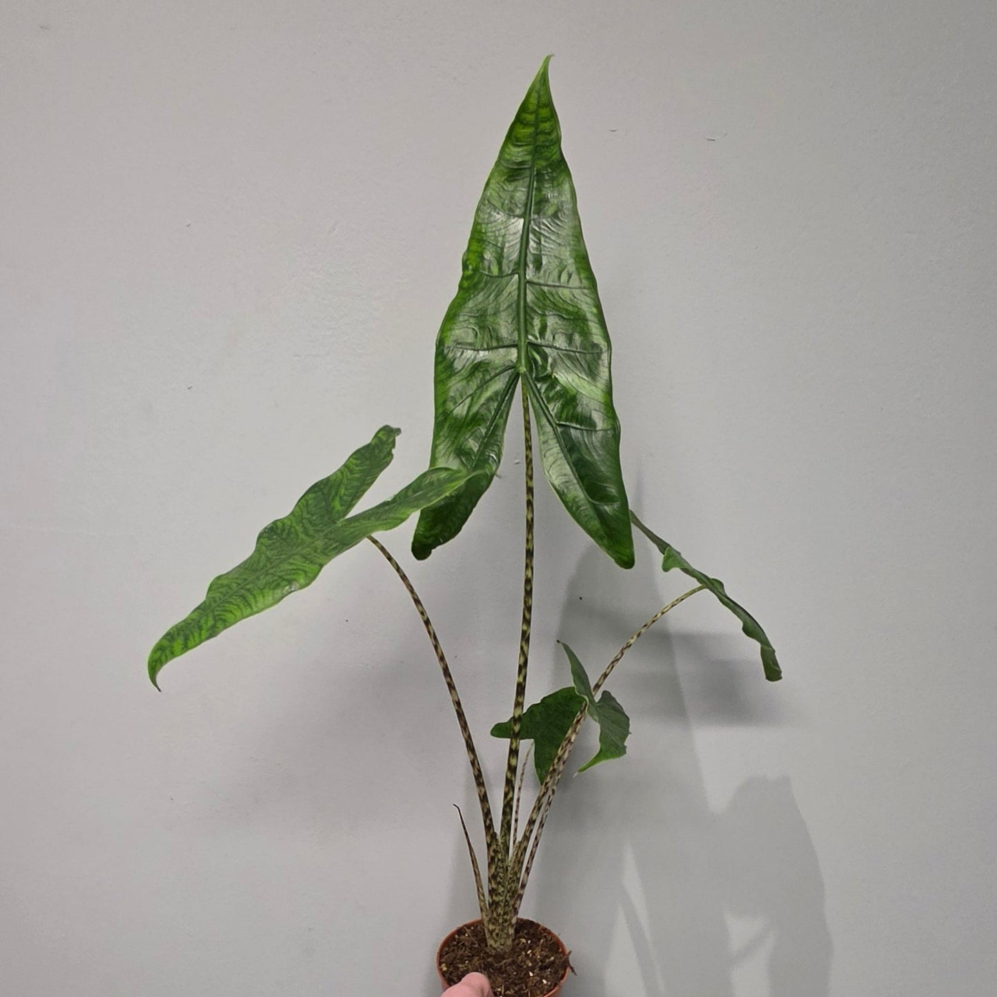 Alocasia Reticulata