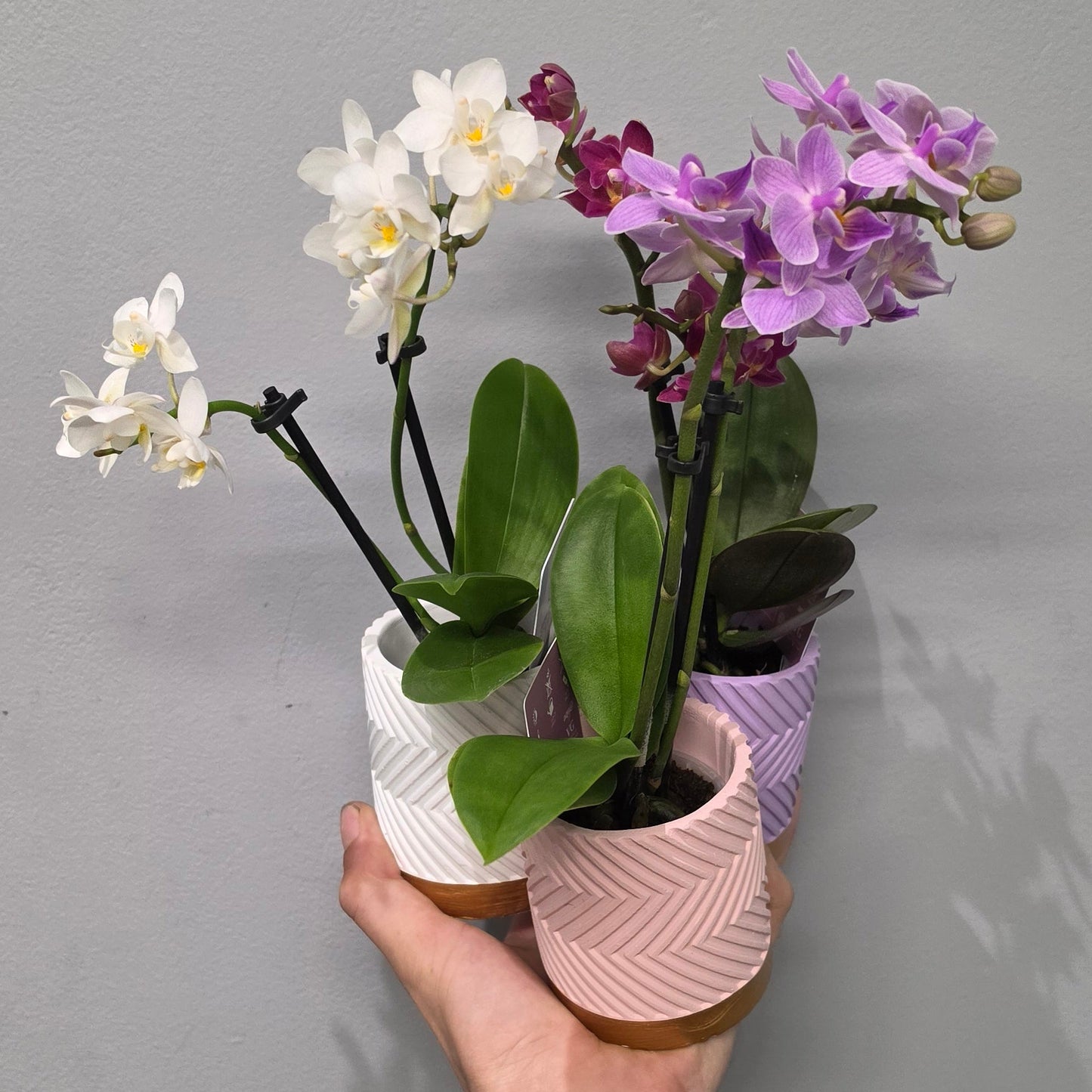Tiny Dolls Phalaenopsis Orchid & Ceramic Pot