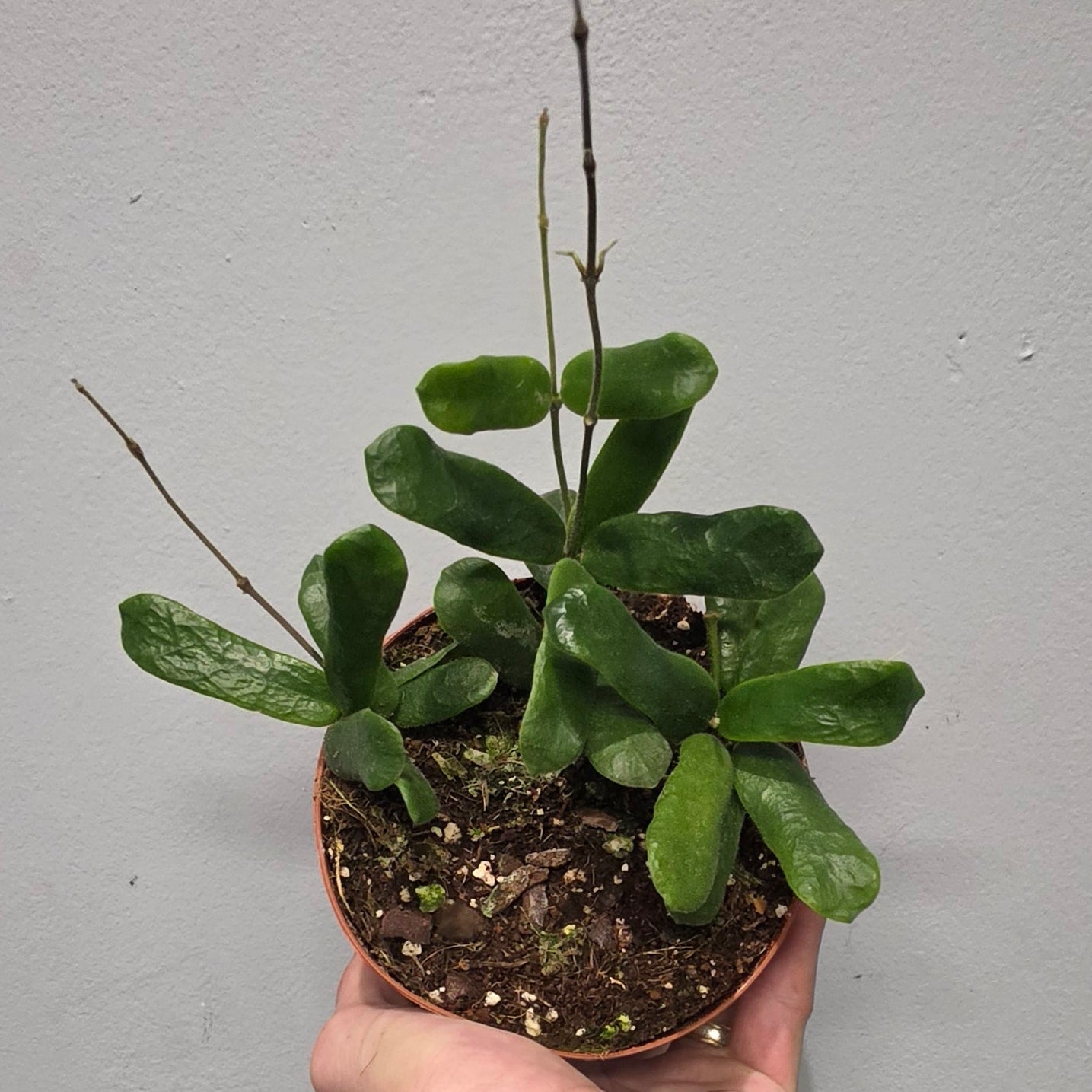 Hoya Rotundiflora