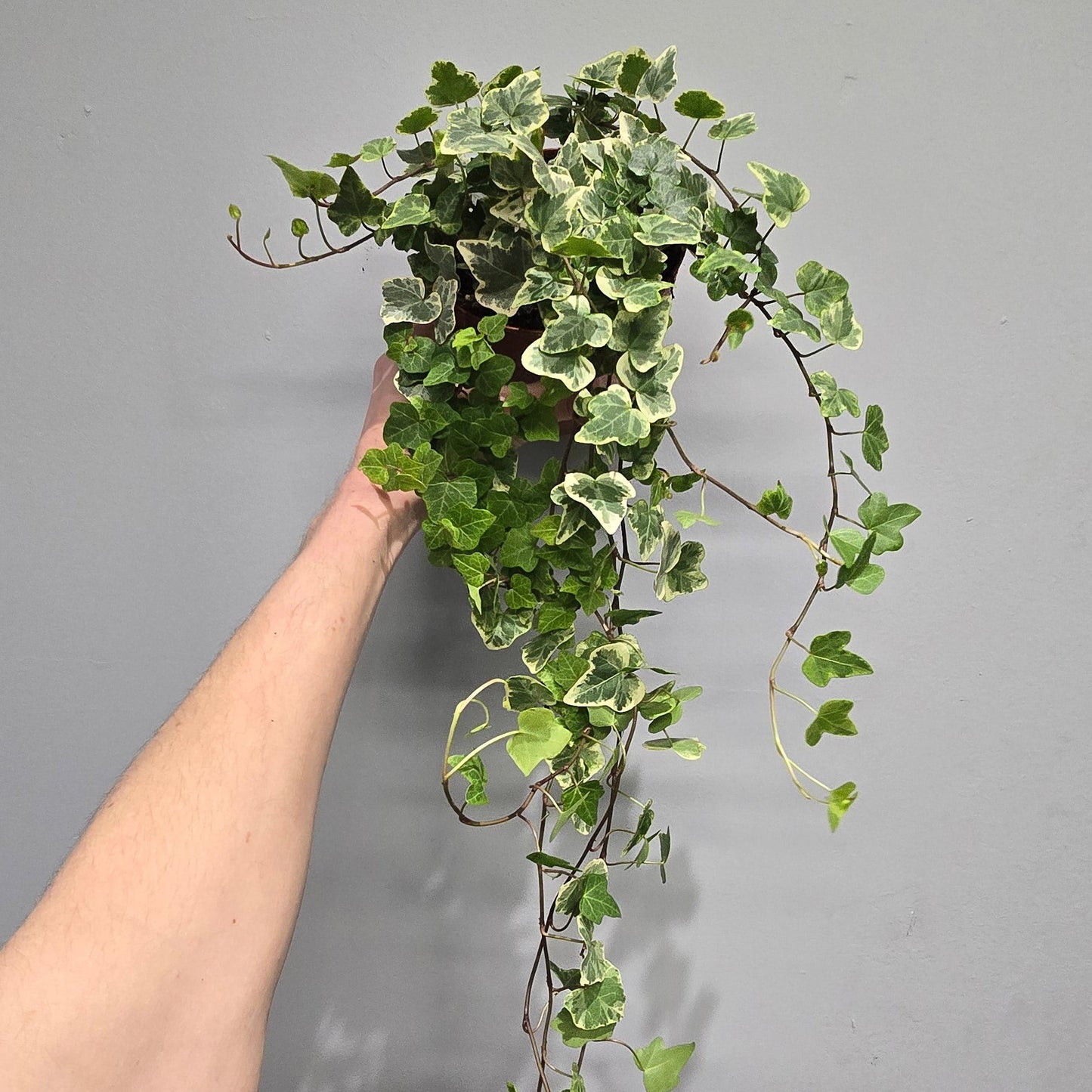 Hedera 'White Wonder' Ivy