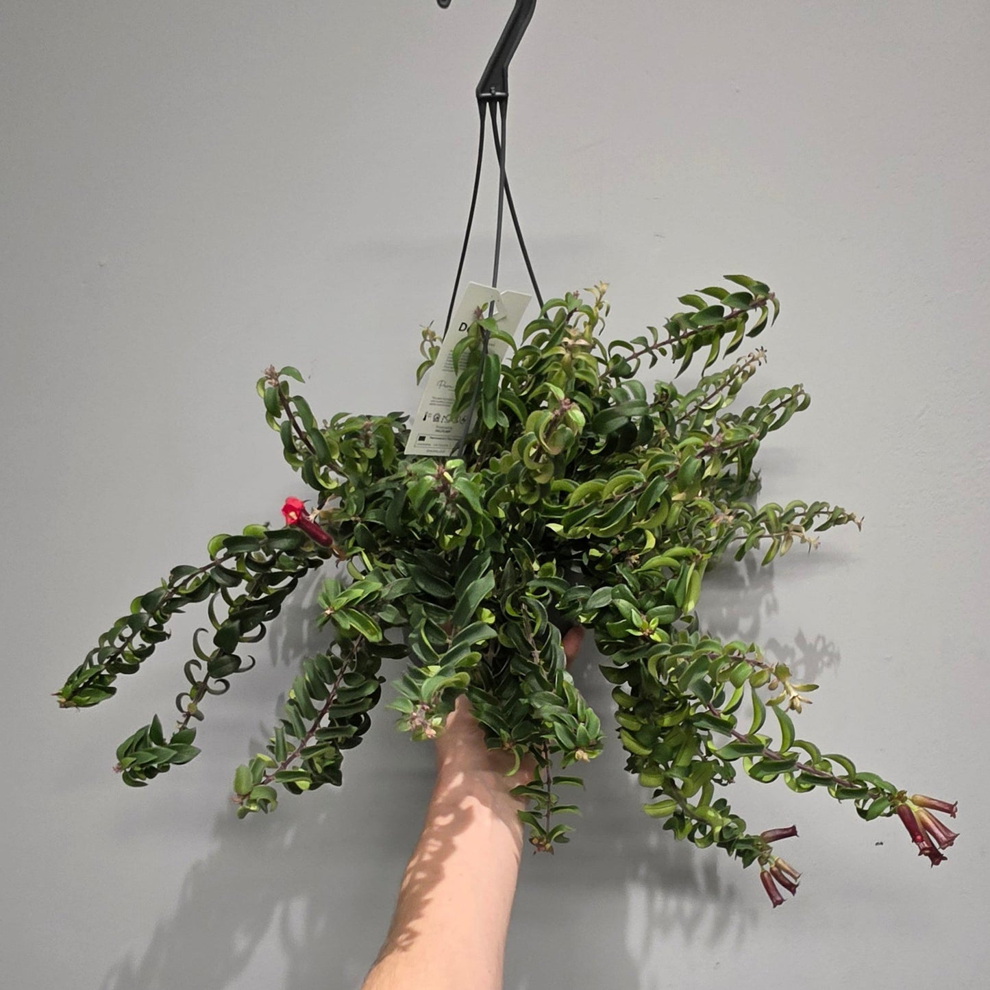 Aeschynanthus Twister