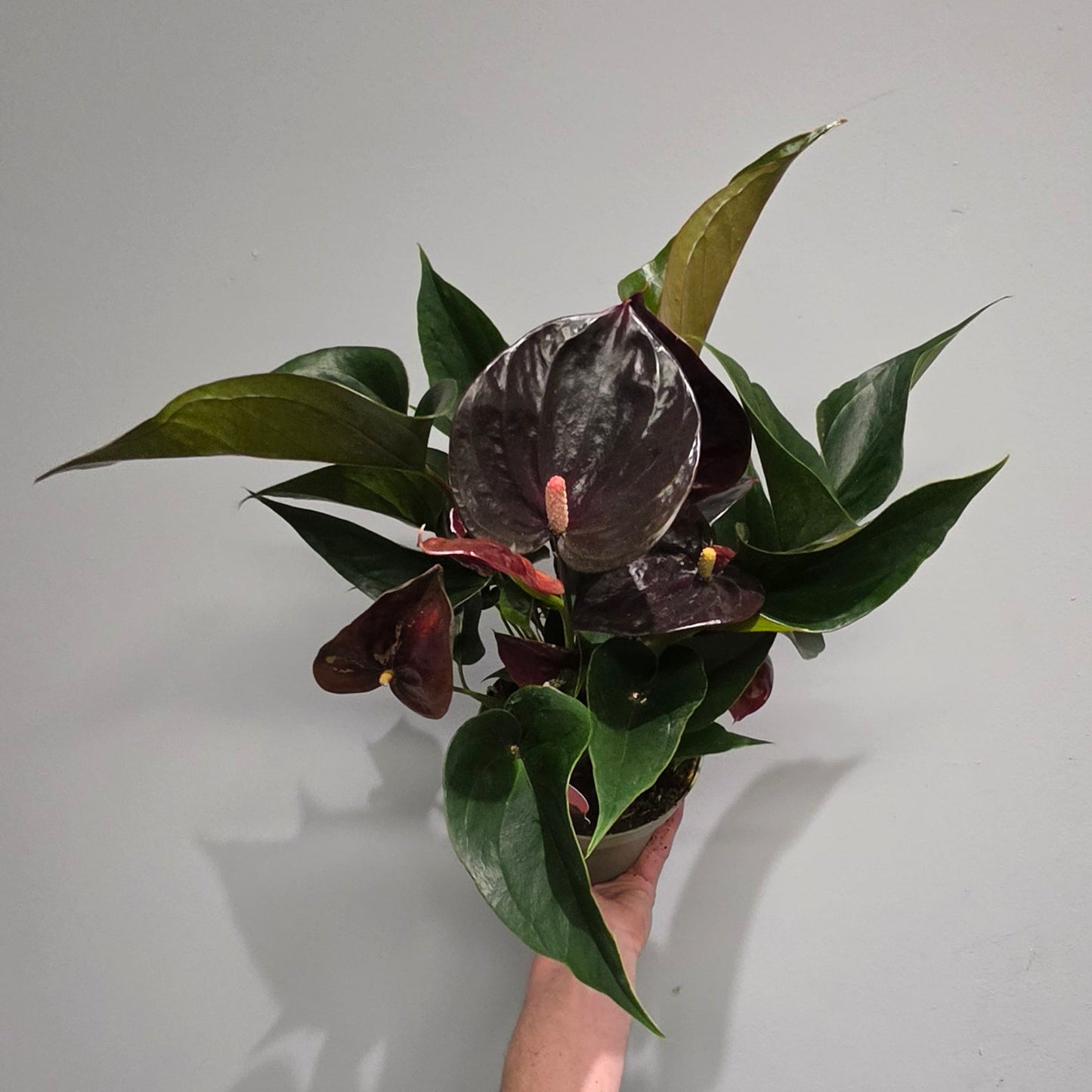 Anthurium Andreanum Paris Black