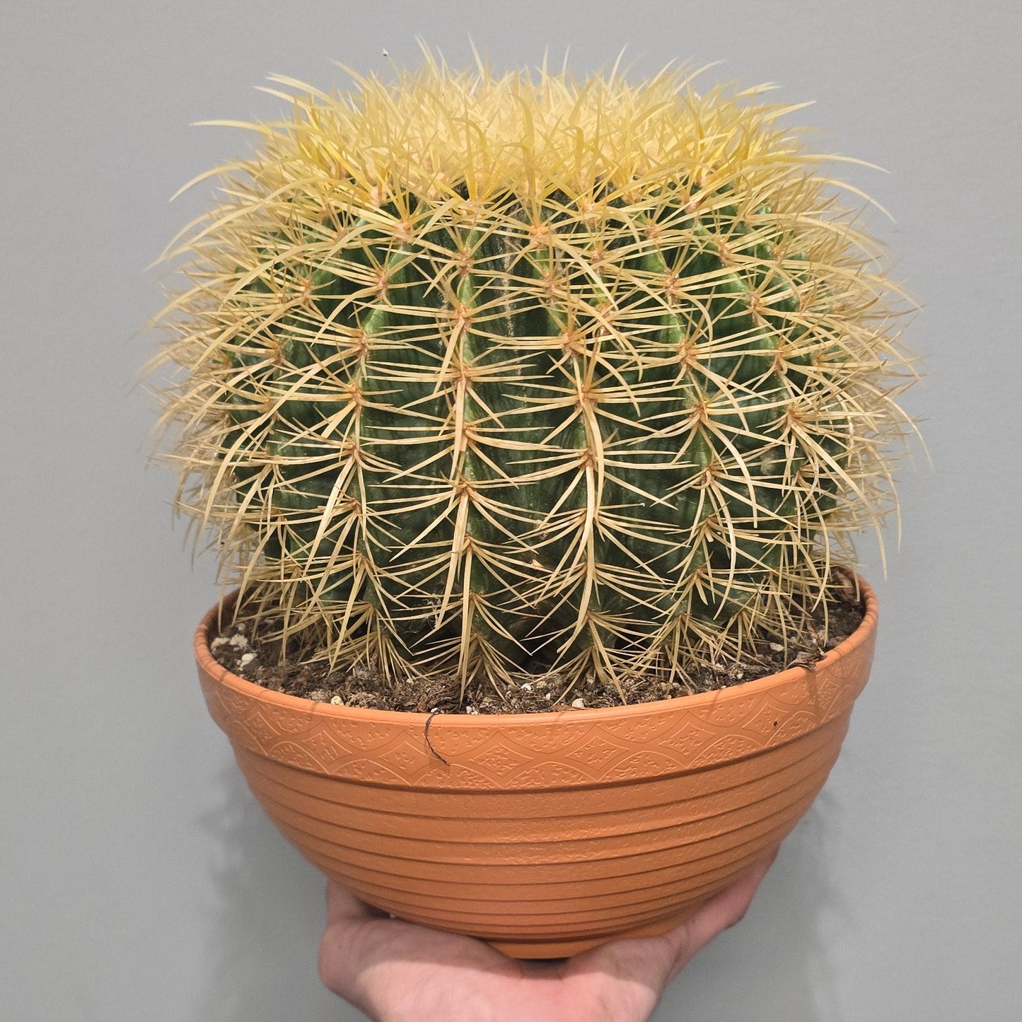 Golden Barrel Cactus
