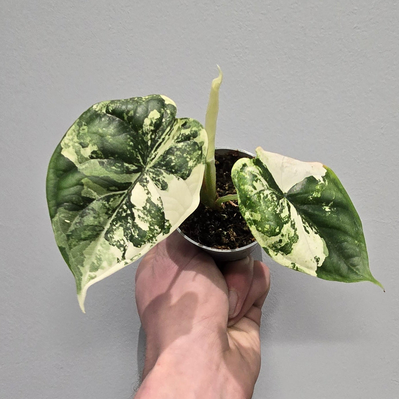 Alocasia Dragon Scale Albo