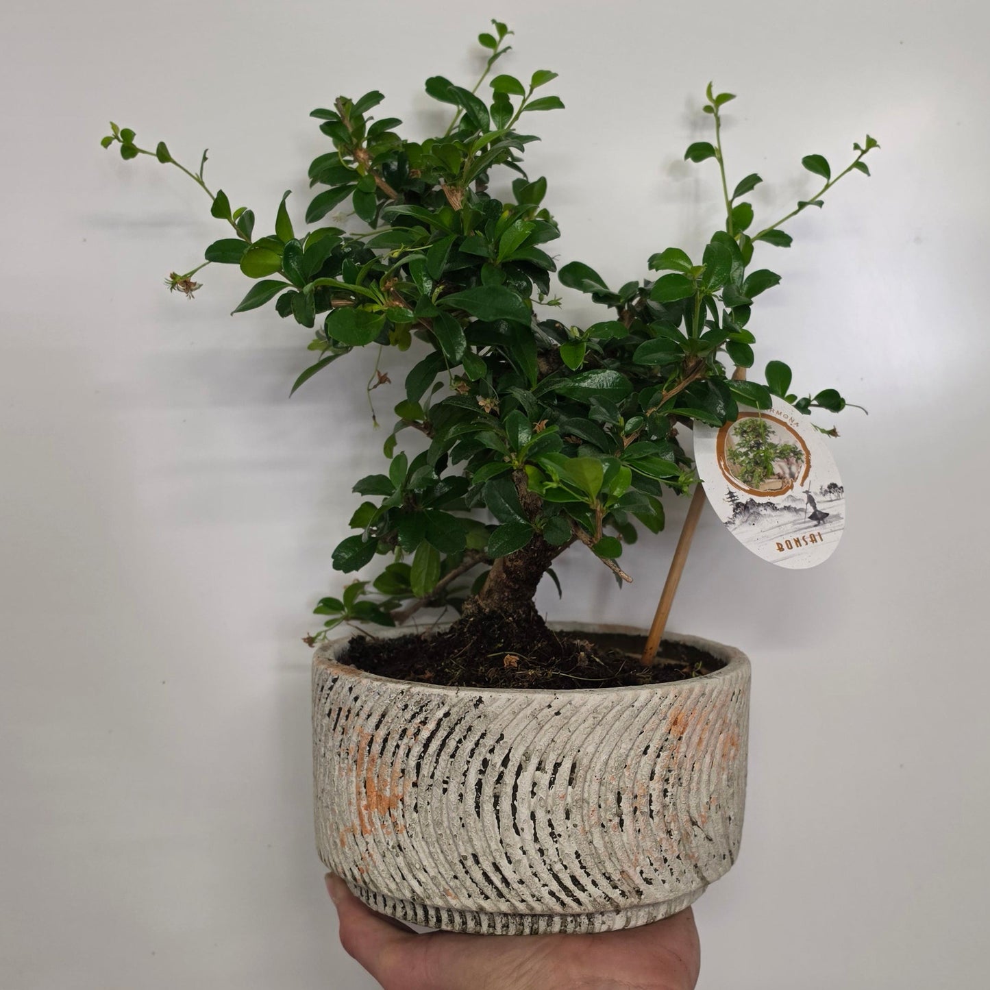 XL Mixed Bonsai – Ceramic Pots