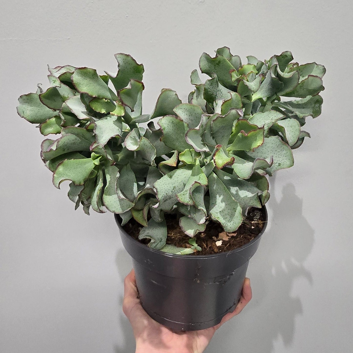 Crassula Ovata Undulata "Curly Jade Plant"