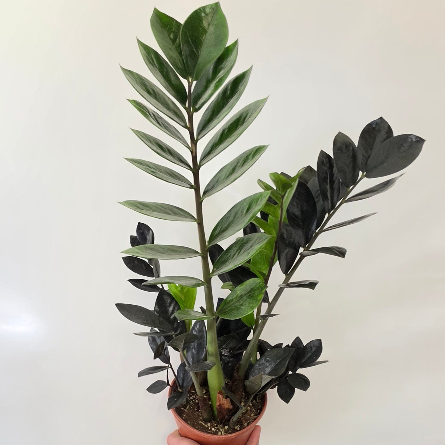 Zamioculcas Zamiifolia 'Raven'