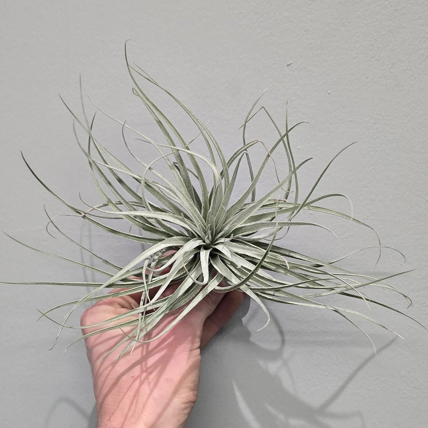 Large Tillandsia - Air Plants "Silver Kop"