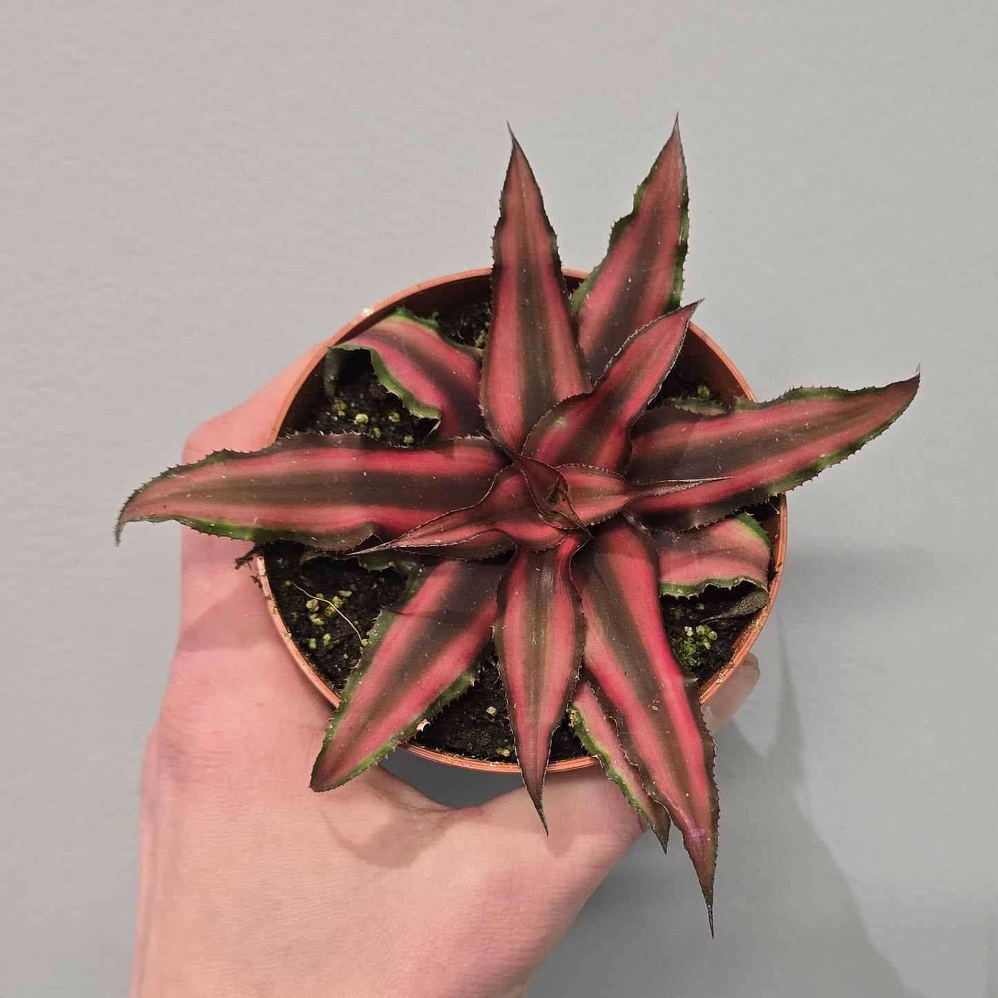 Cryptanthus - Mixed