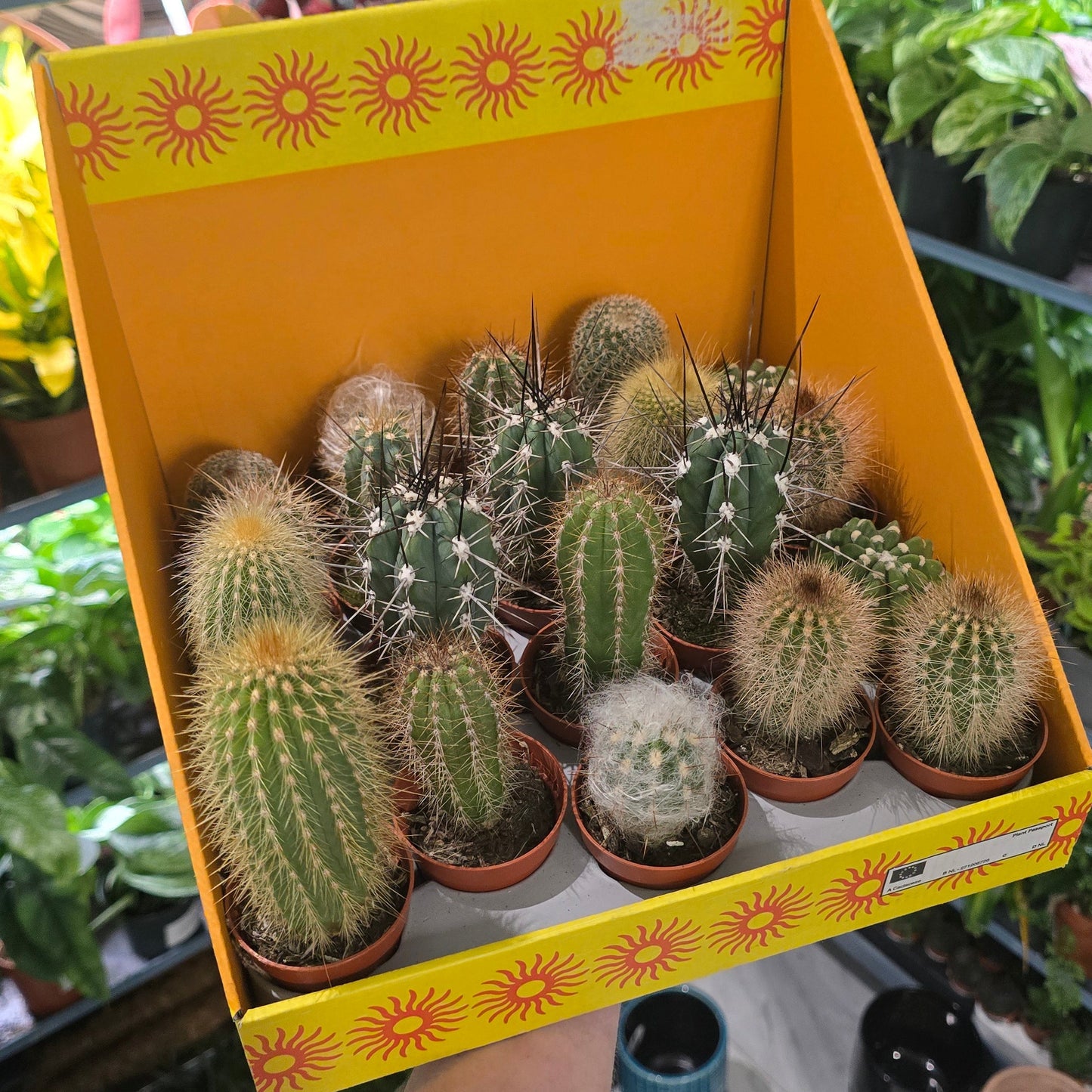 Mini - Cactus Mix