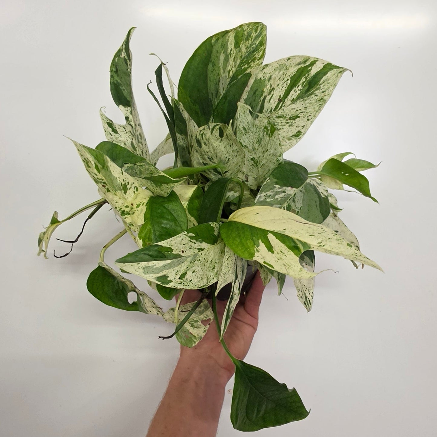 Epipremnum Marble King