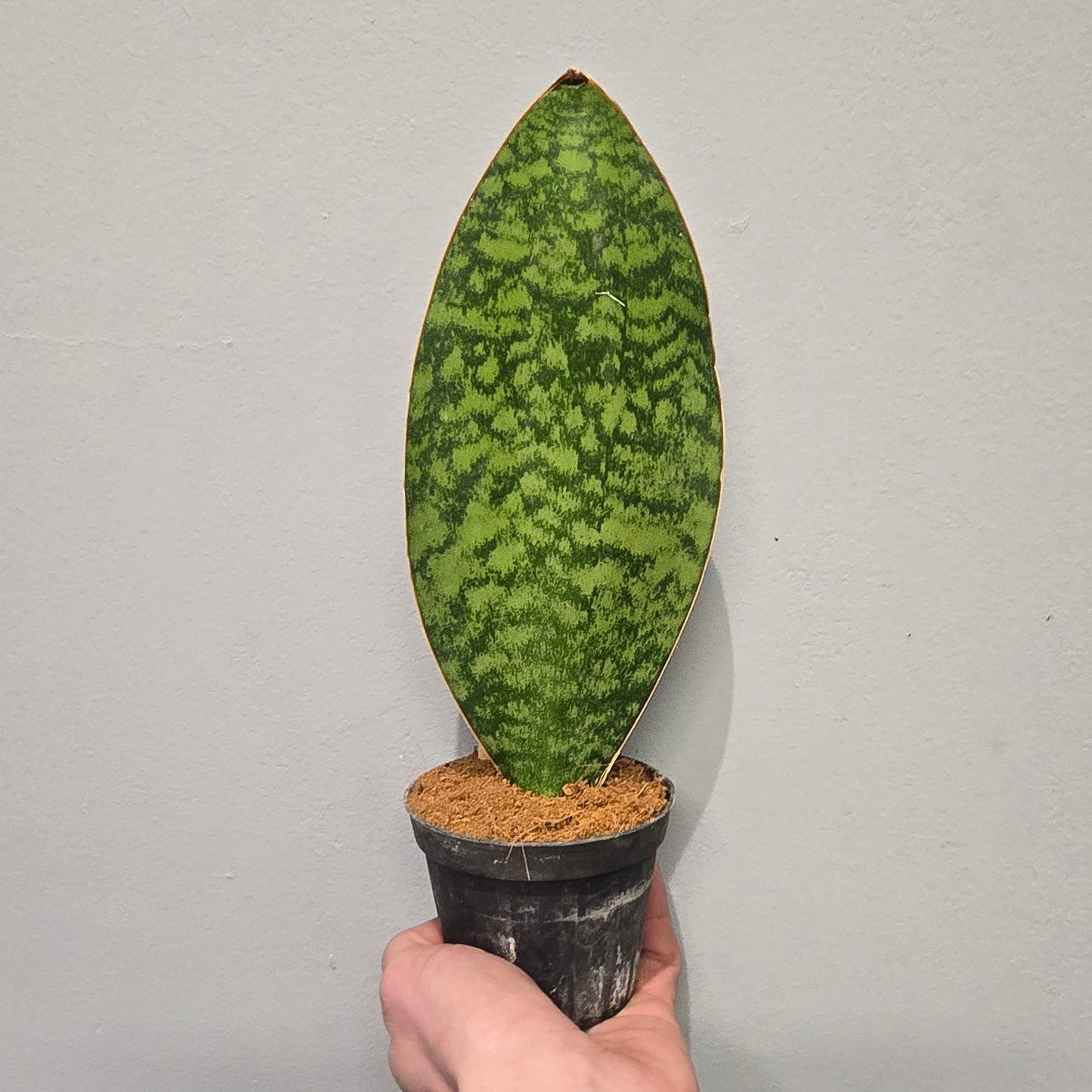 Sansevieria Masoniana 'Whale Fin'