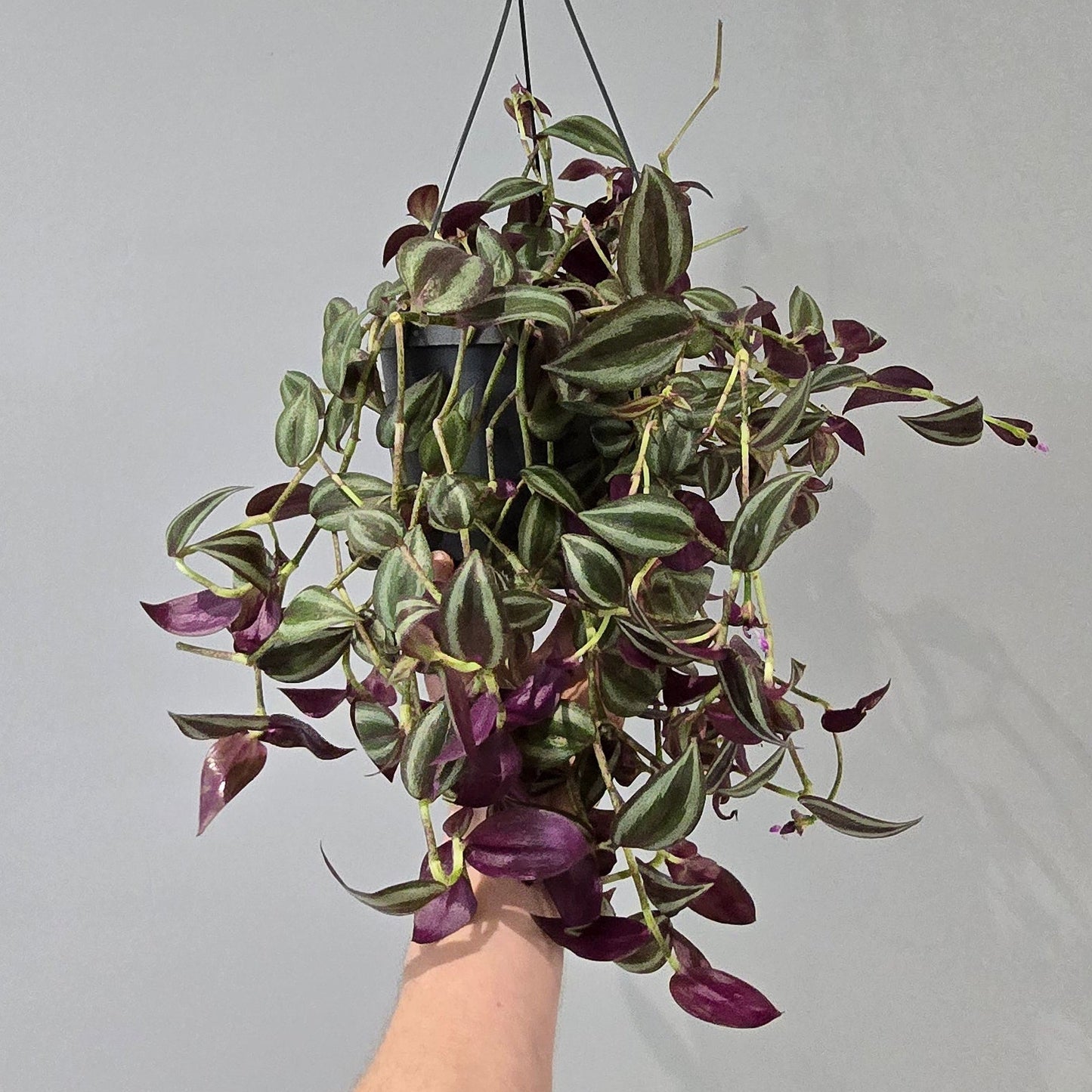 Hanging - Tradescantia Red Jewel