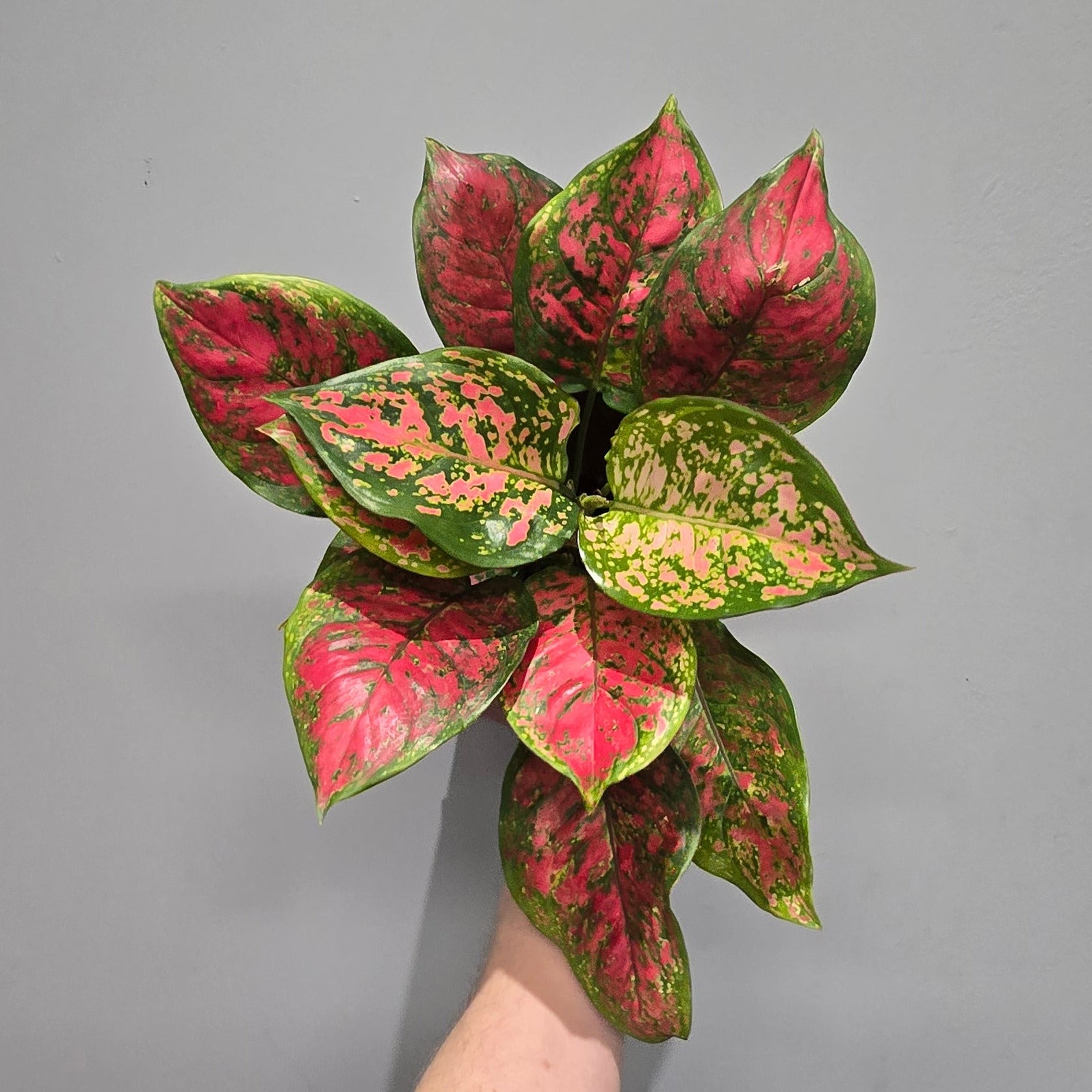 aglaonema stars Aglaonema Spotted Star