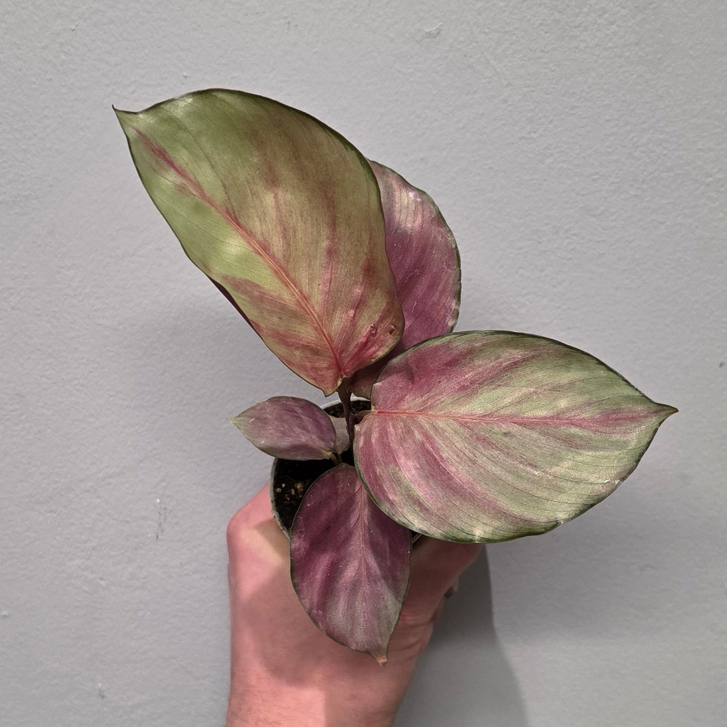 Mini Calathea Silver Plate