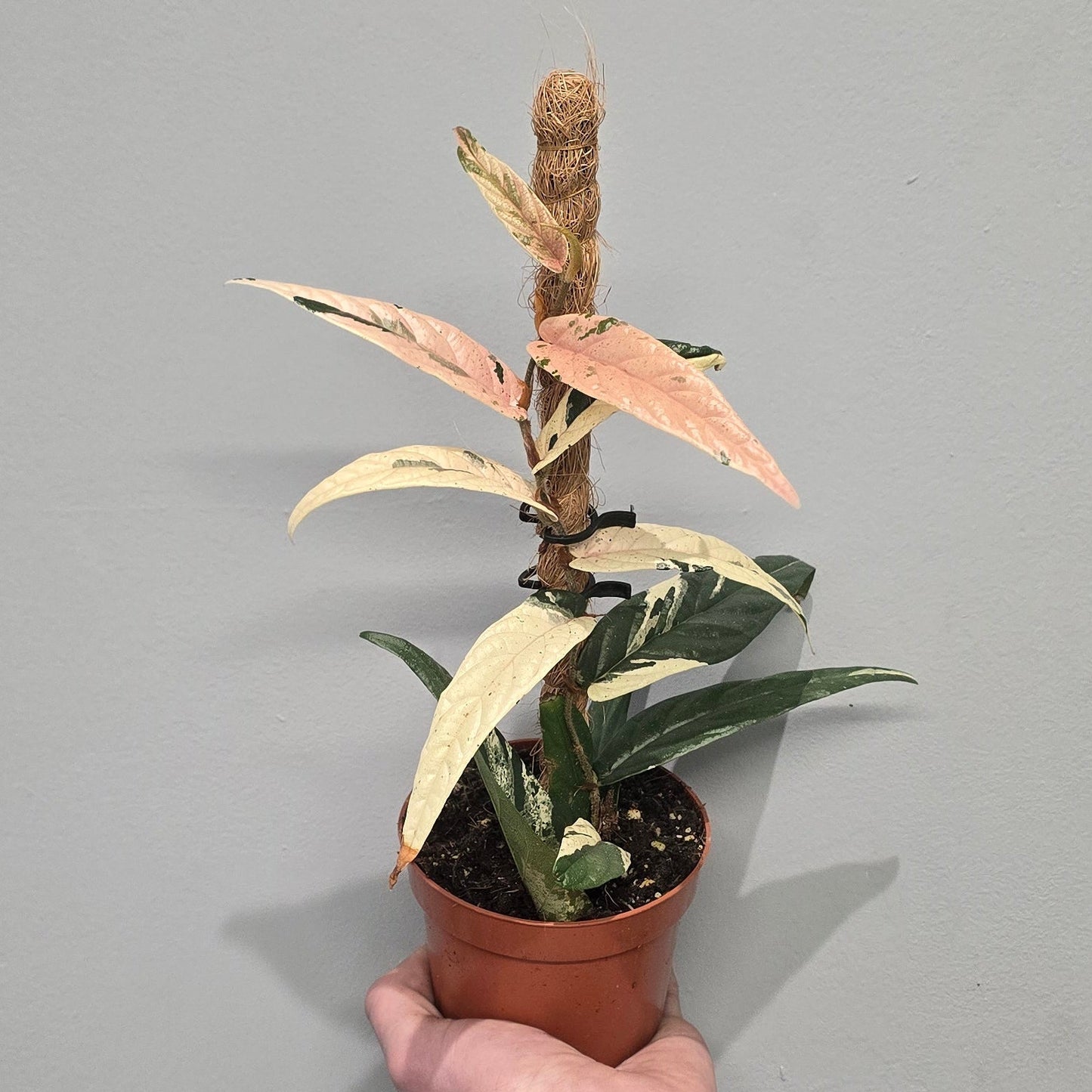 Ficus Sagittata Pink Variegated