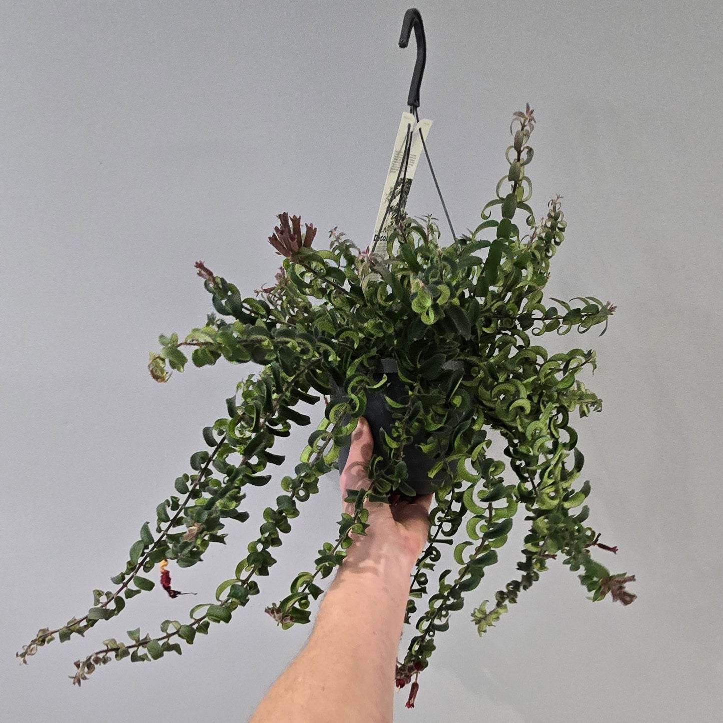 Hanging - Aeschynanthus Lipstick "Twister"