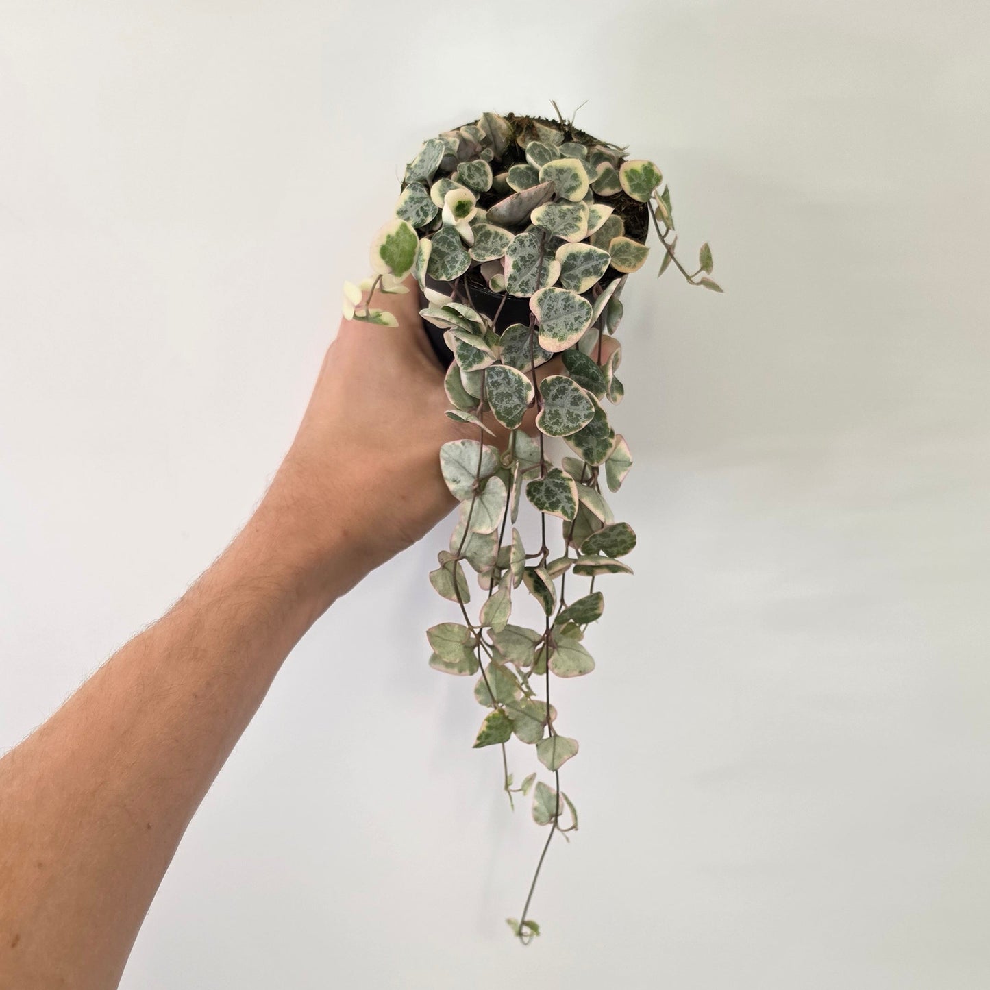 Ceropegia Varigated - String Of Hearts