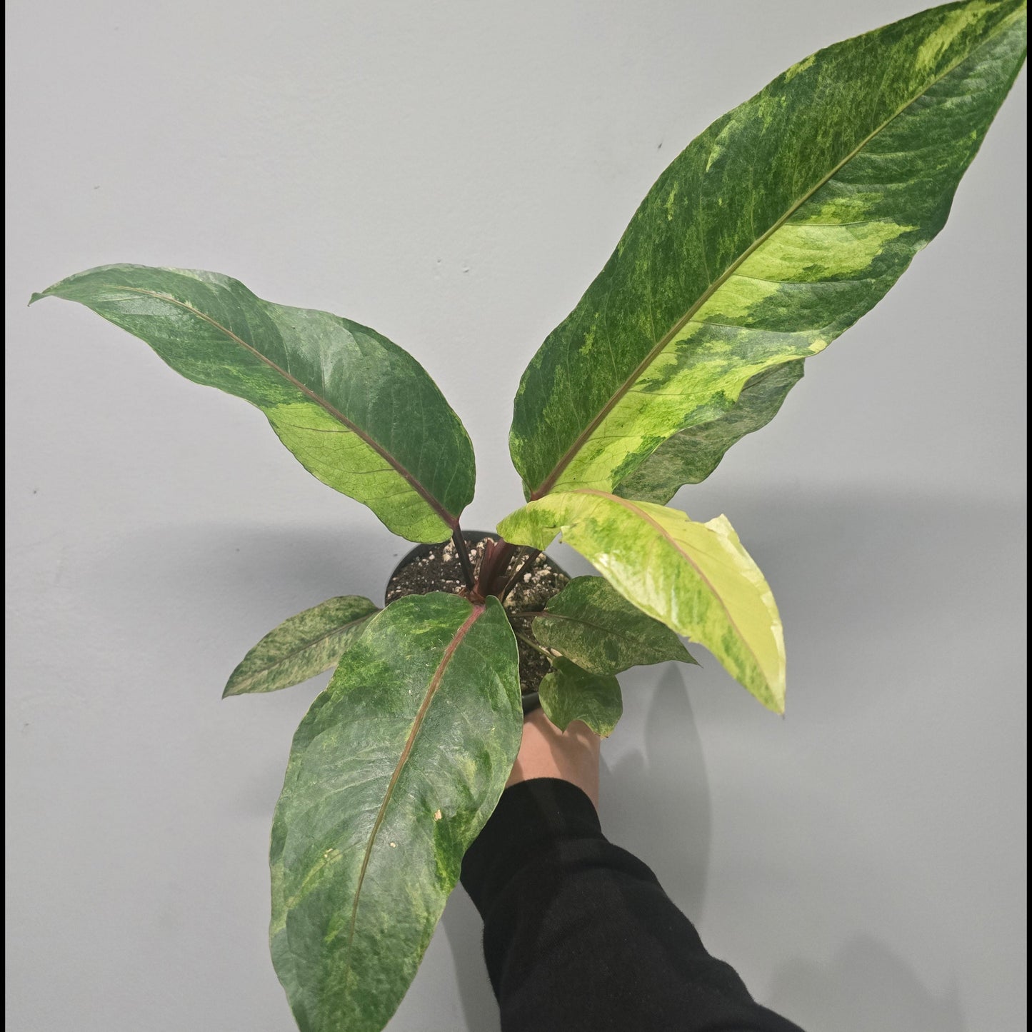 Anthurium Renaissance Variegated