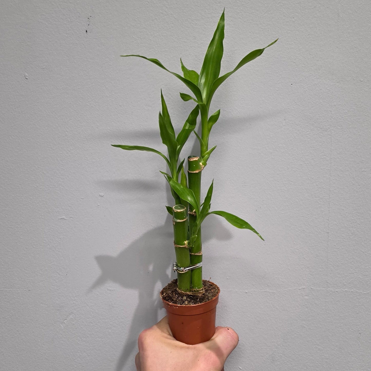 Mini Lucky Bamboo