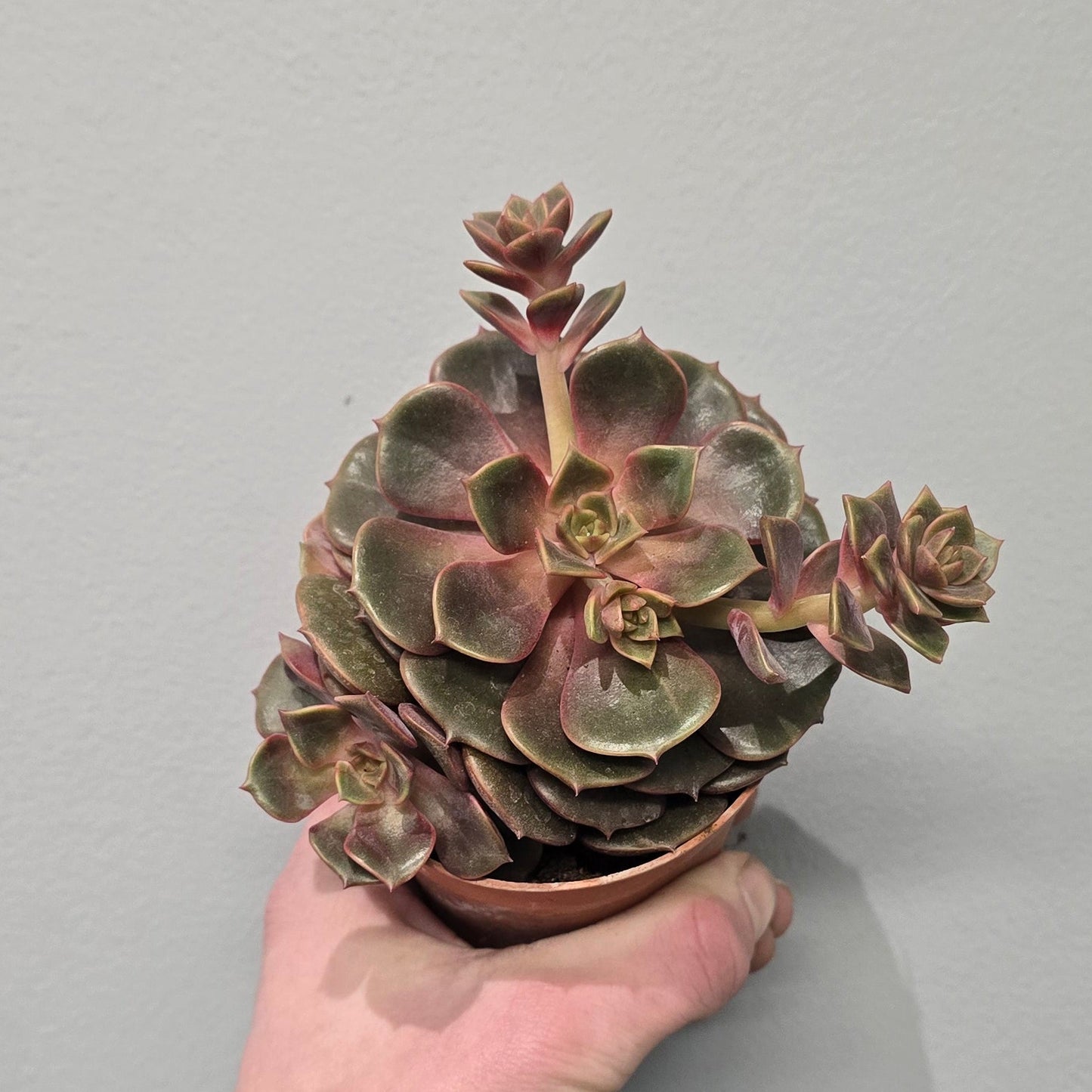 Echeveria Vampire Red Ball
