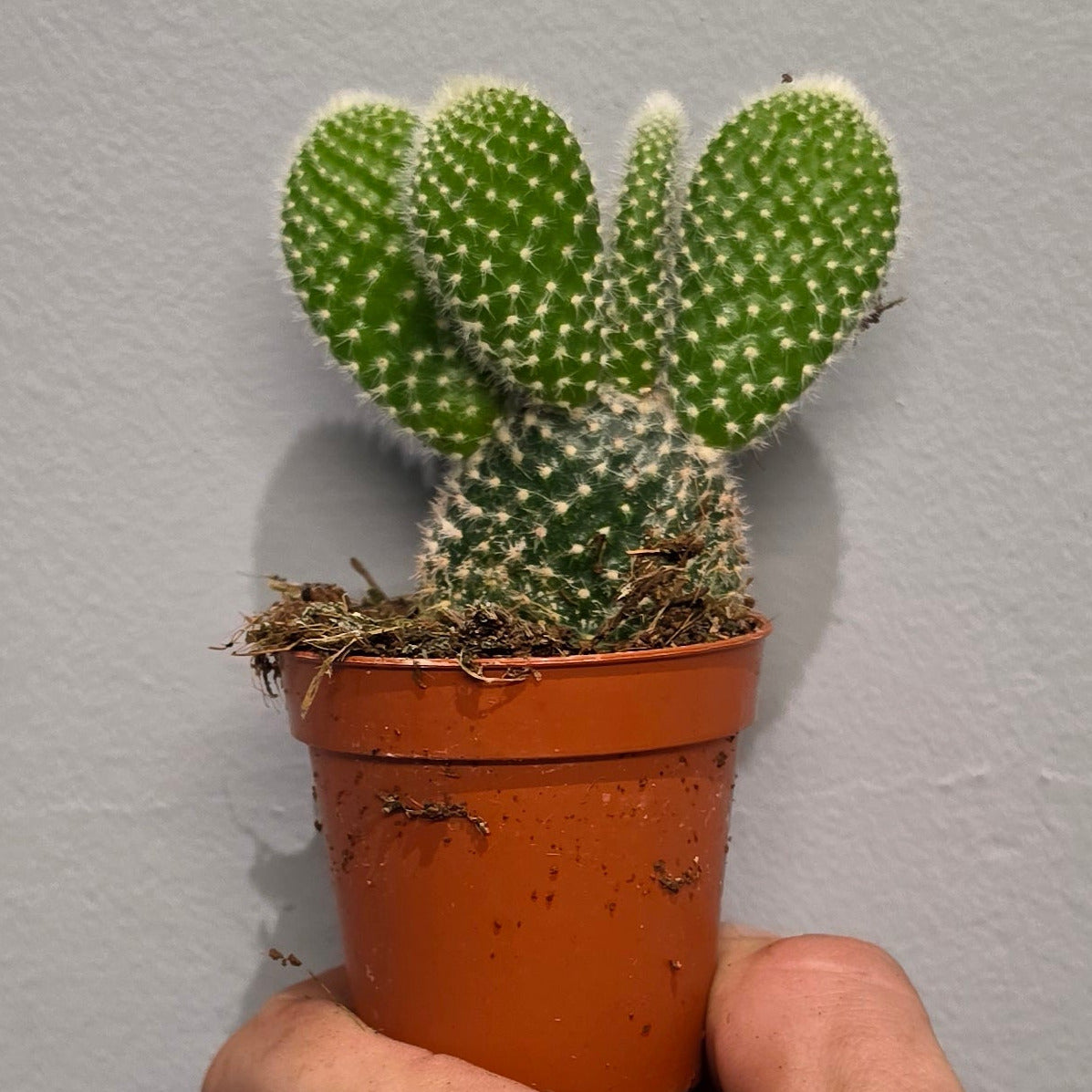 Mini - Opuntia Mixed