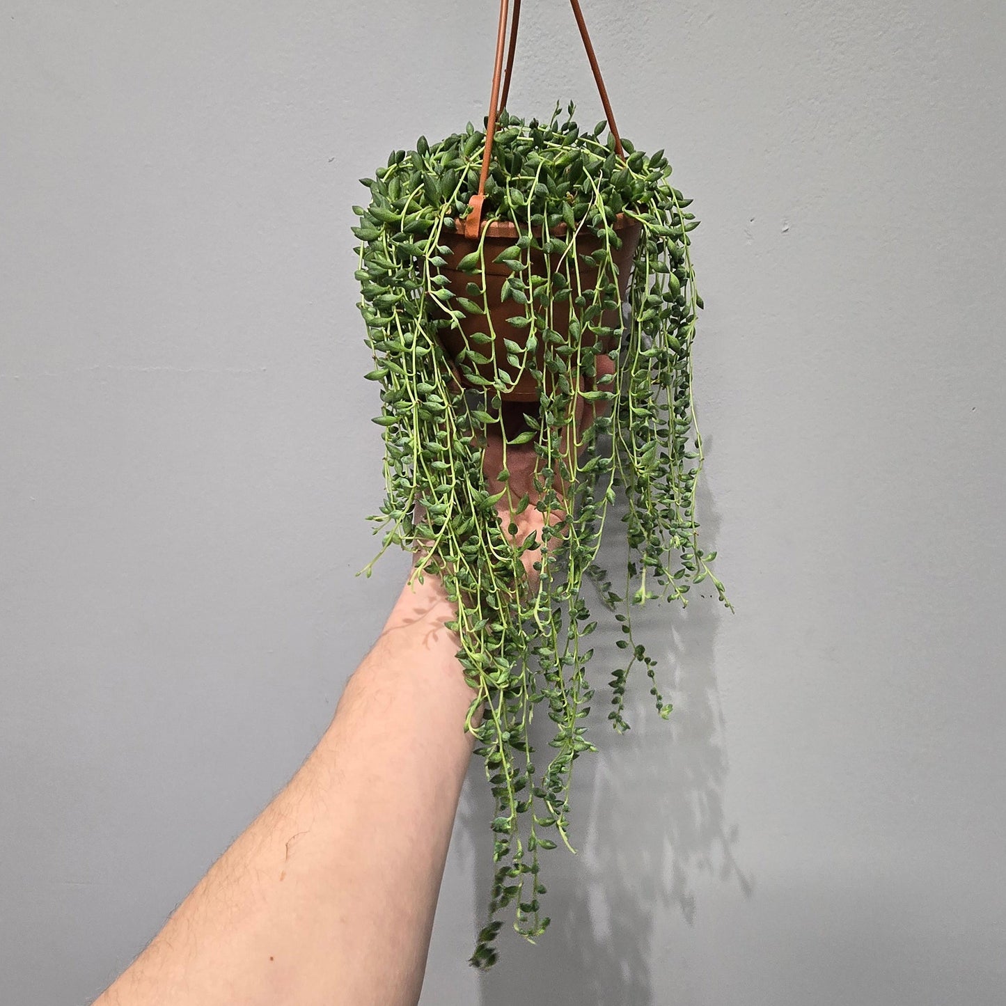 Hanging Senecio - String Of Tears