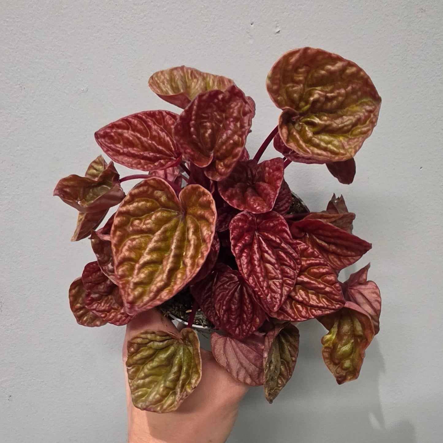 Peperomia Caperata Quito