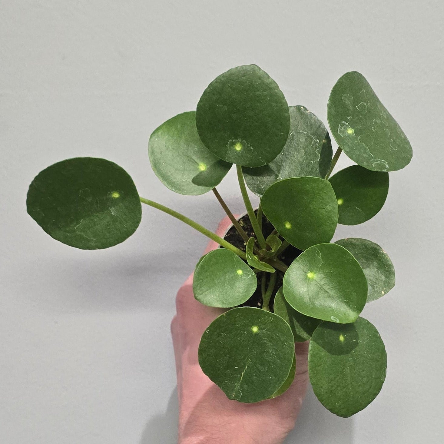 chinese money plant uk Pilea Peperomioides