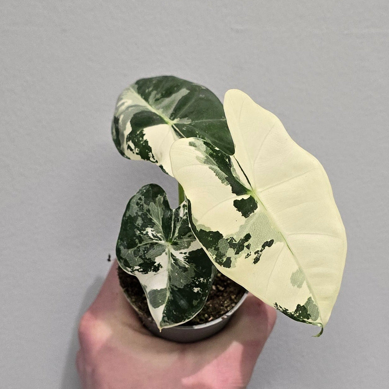 Mini Alocasia Frydek Variegated