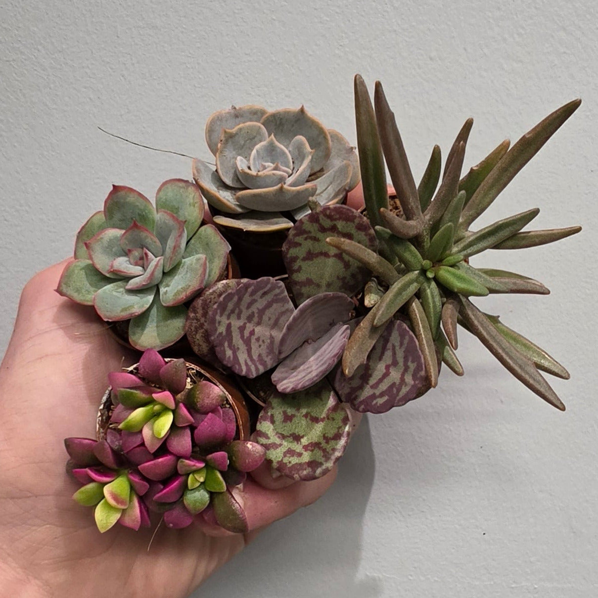 Tiny - Echeveria "Mixed"